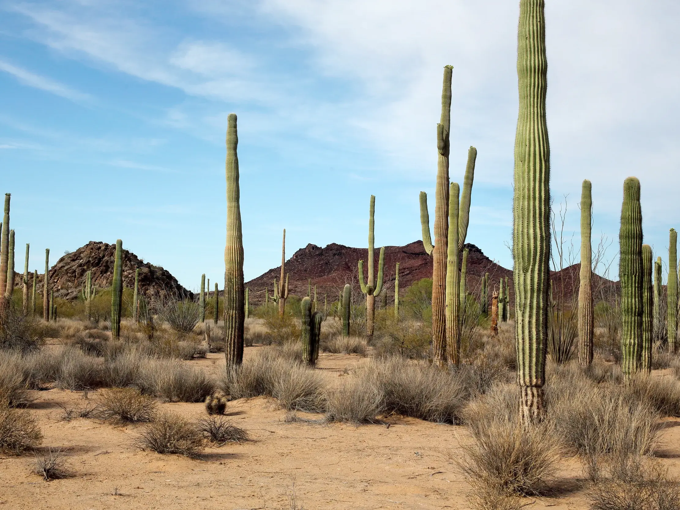 Riesige Kandelaberkakteen ragen in der Wüstenlandschaft des Kakteengartens Mexikos auf der Baja California in den Himmel.