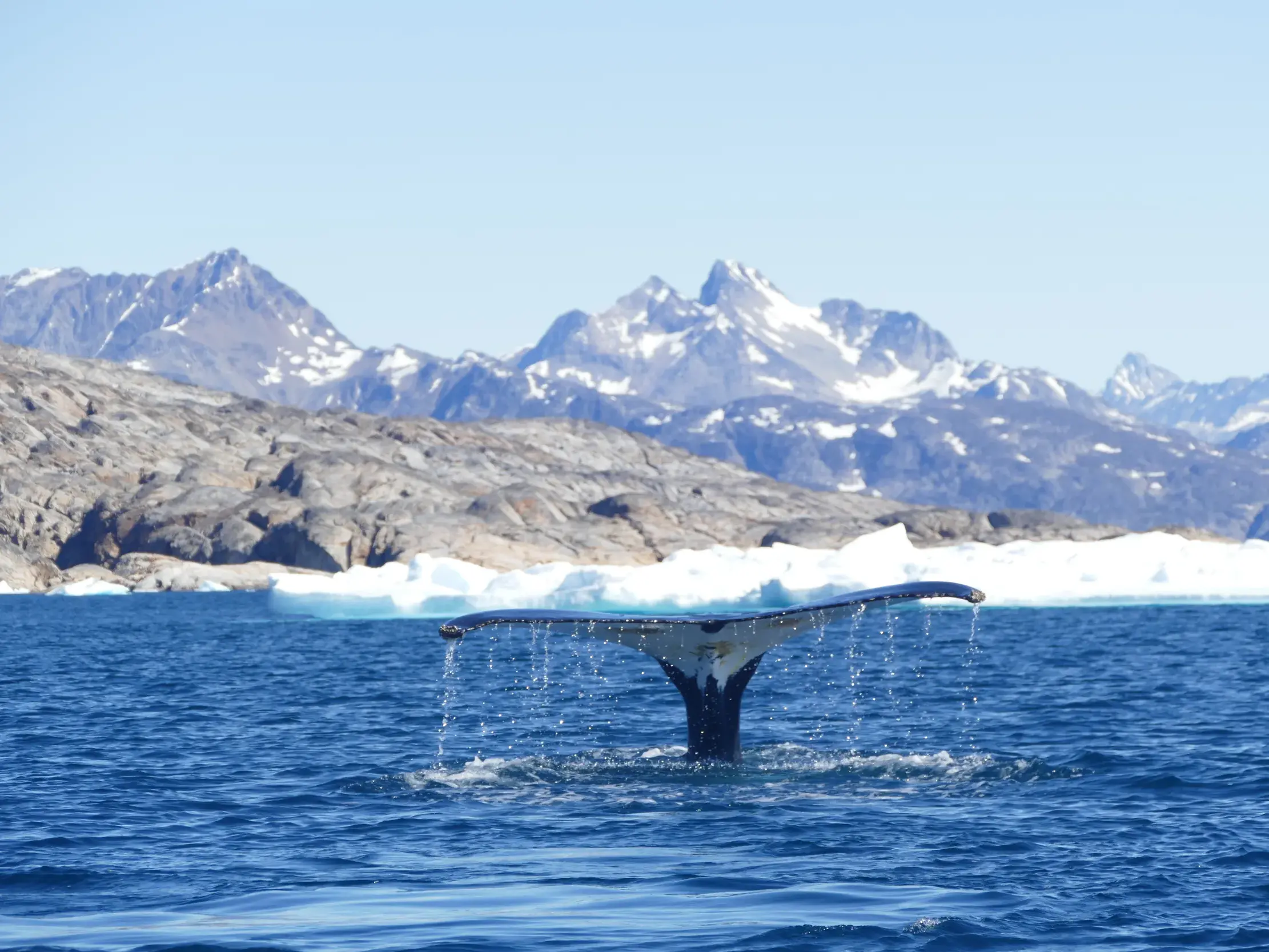 Die Fluke eines Buckelwals taucht vor der Küste Ostgrönlands aus dem Polarmeer, im Hintergrund ragen schneebedeckte Berge auf.