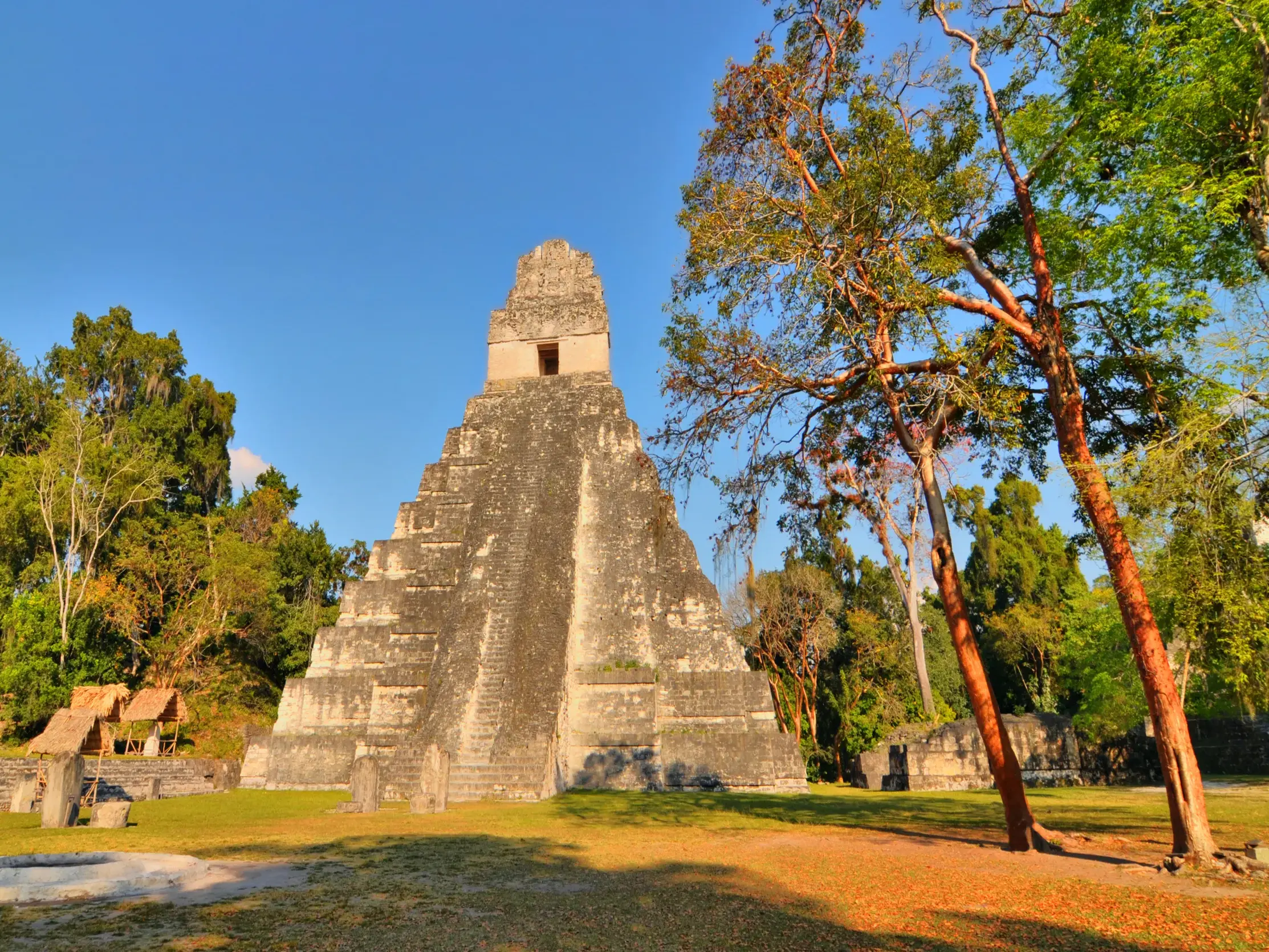Die beeindruckende Tempelpyramide von Tikal ragt aus dem dichten Dschungel Guatemalas in den strahlend blauen Himmel.