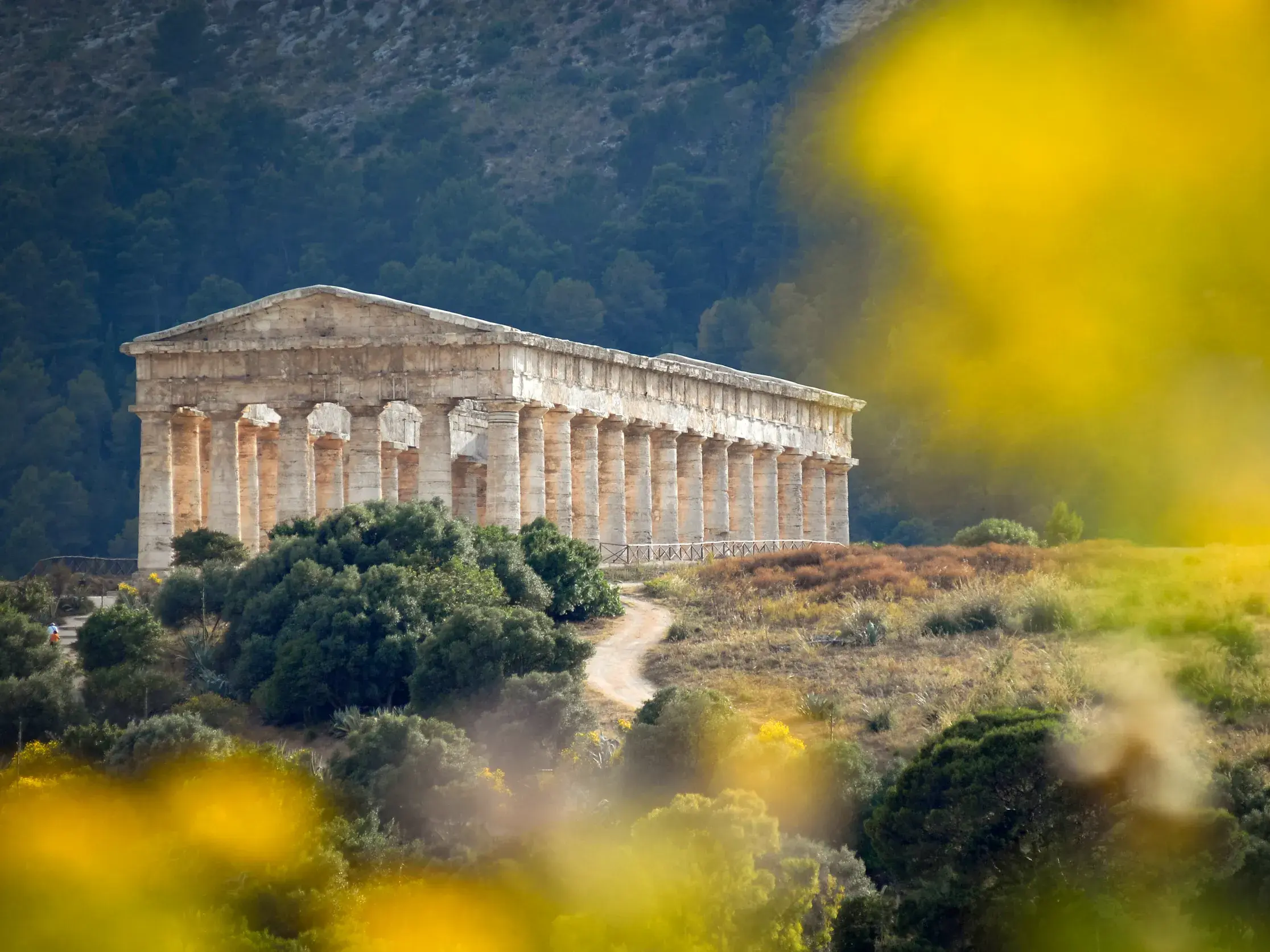 Der unvollendete dorische Tempel von Segesta in Sizilien, majestätisch auf einem Hügel, umrahmt von gelben Blüten.