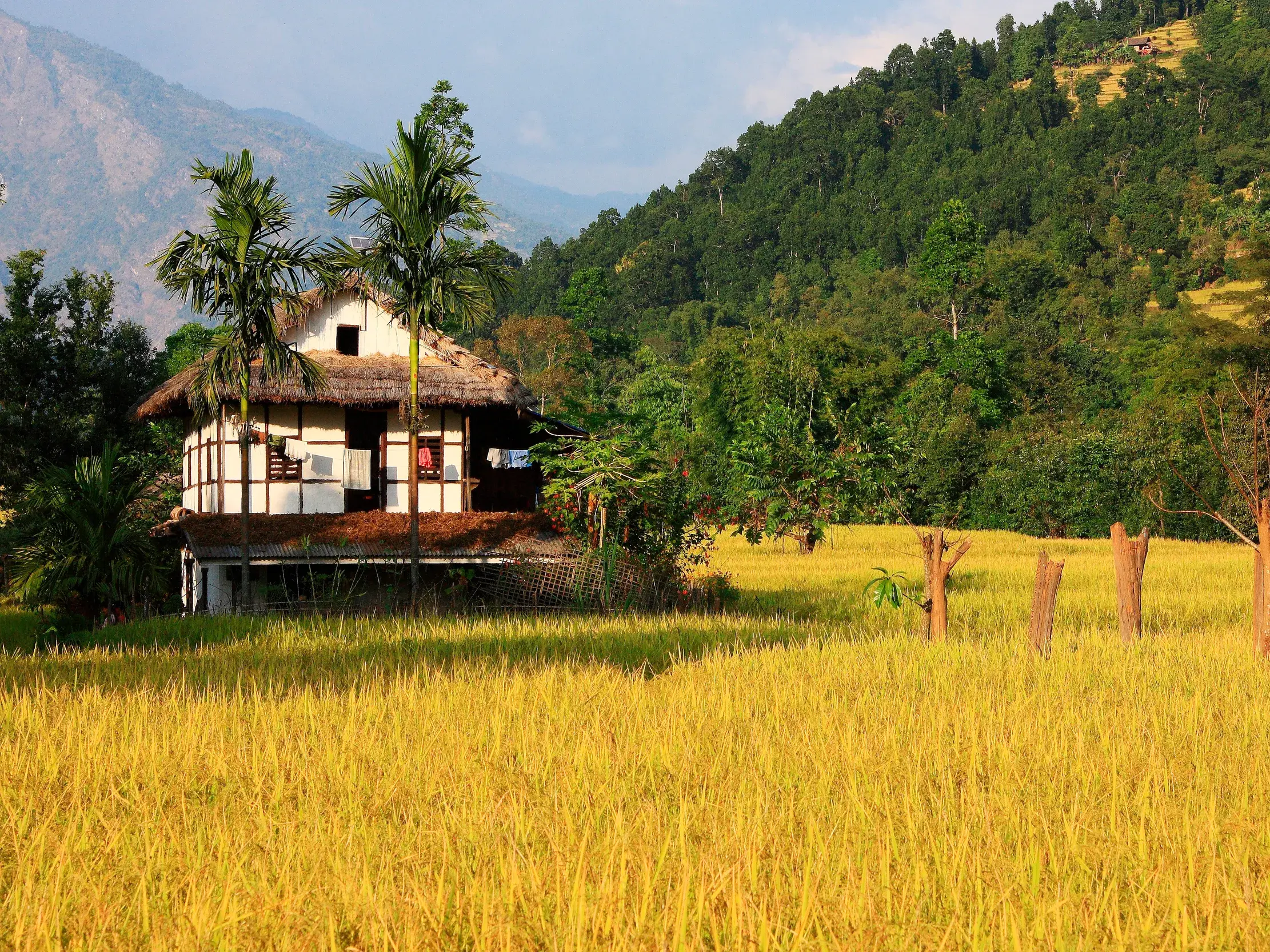 Ein traditionelles Farmhaus auf Stelzen in einem reifen Reisfeld während des Trekkings durch das fruchtbare Arun-Tal in Nepal.
