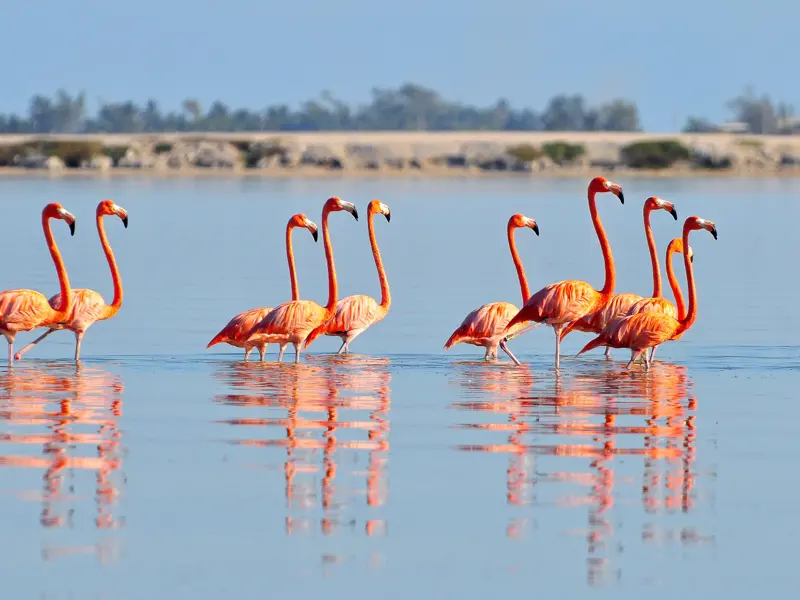 Eine Gruppe leuchtend pinker Flamingos watet im seichten Wasser des Biosphärenreservats Ría Lagartos in Mexiko.