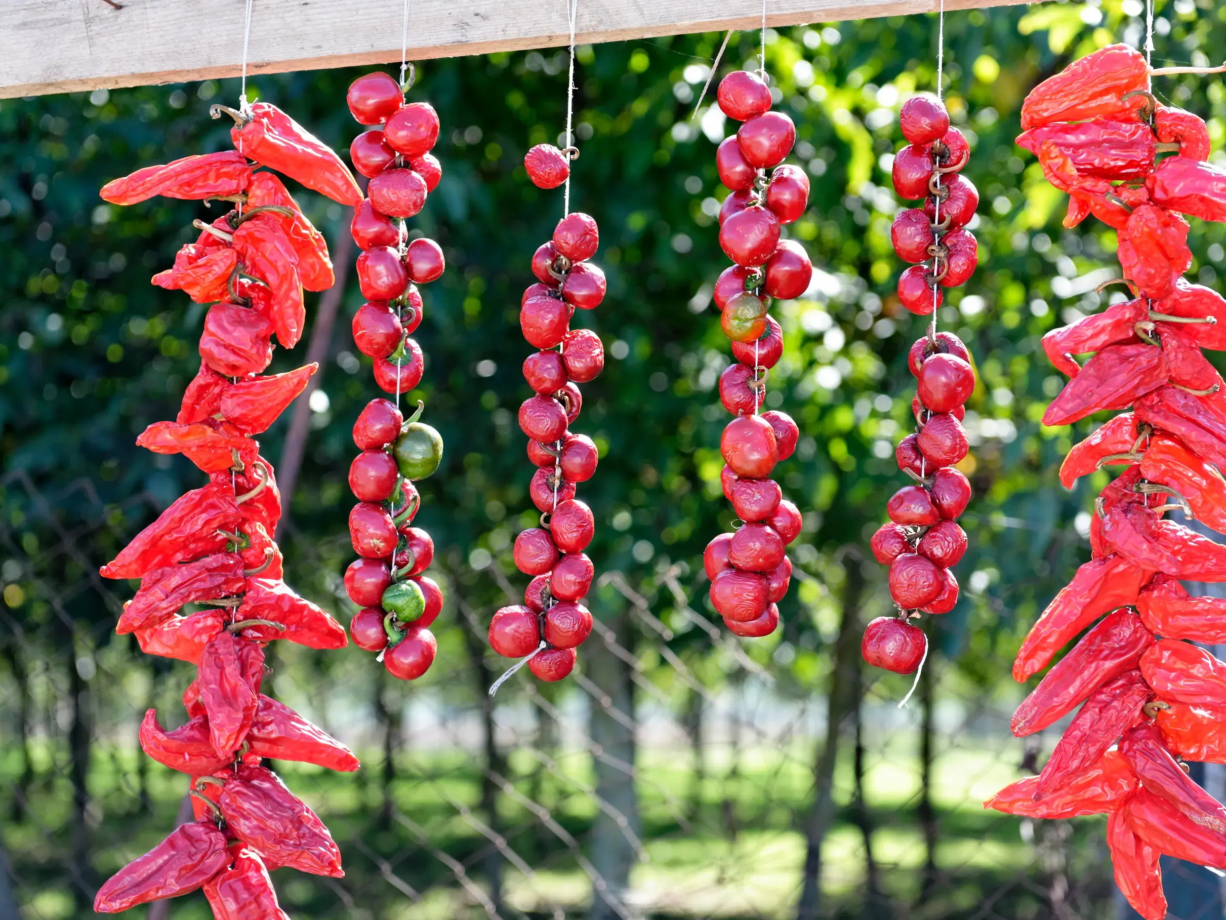 Kulinarische Spezialitäten Kampaniens: Rote Chilis und Paprika trocknen an Schnüren in einem sonnigen, ländlichen Garten.