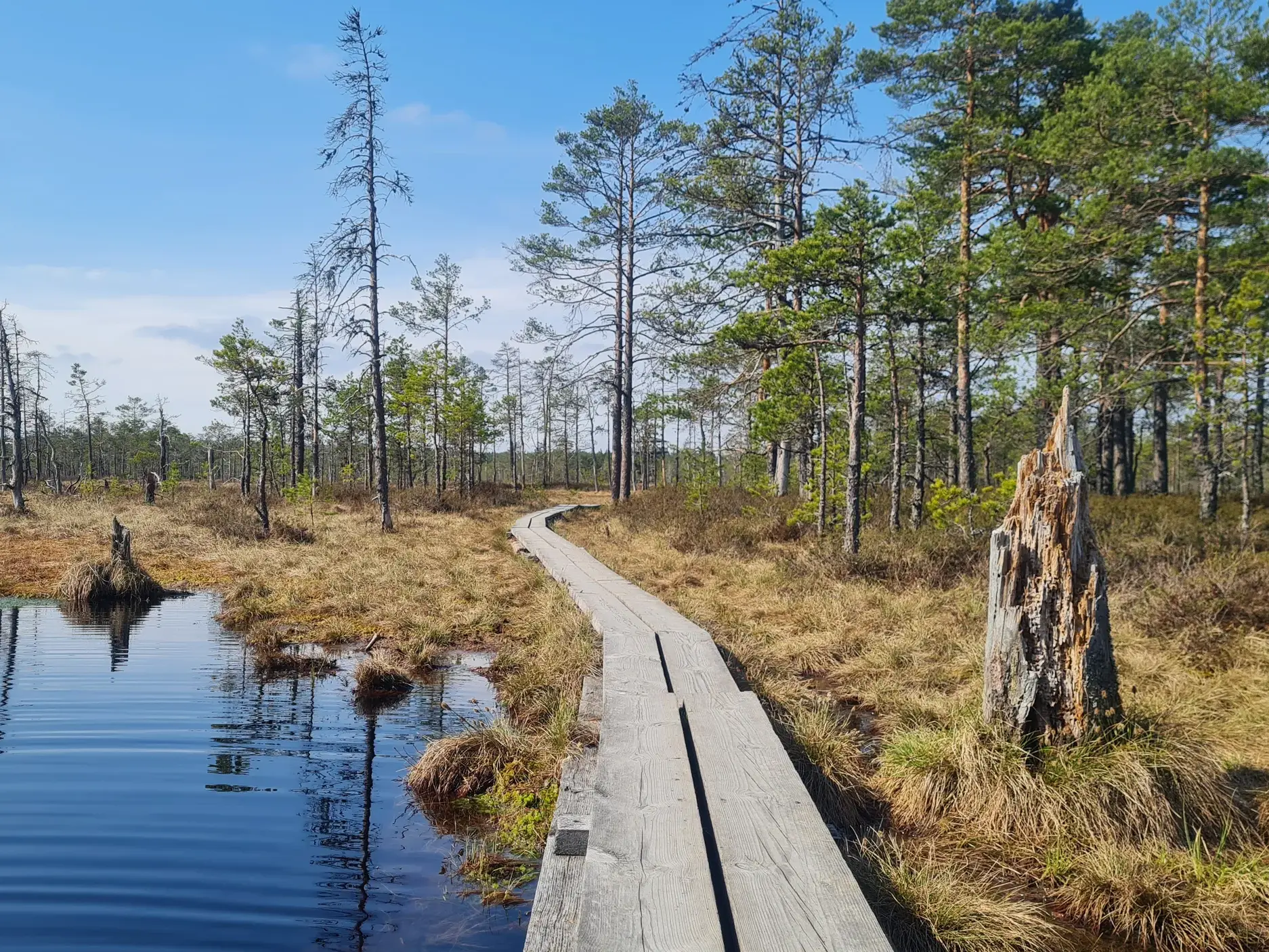 Hölzerner Wanderpfad auf einer Wanderreise durch die stille Moorlandschaft des Lahemaa-Nationalparks in Estland.