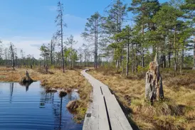 Hölzerner Wanderpfad auf einer Wanderreise durch die stille Moorlandschaft des Lahemaa-Nationalparks in Estland.