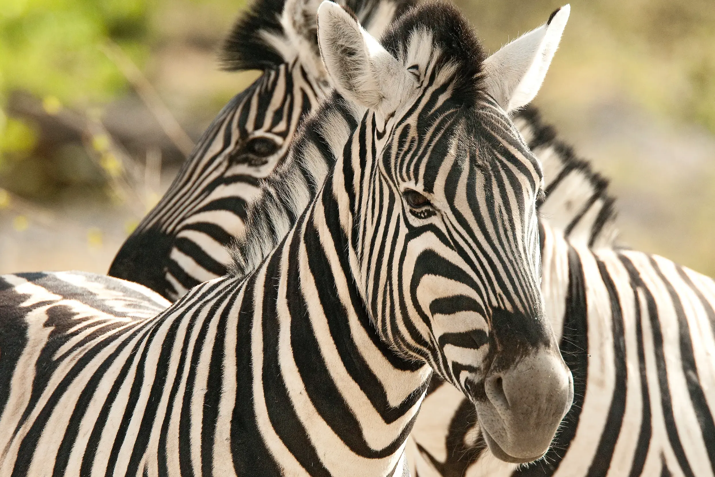 Nahaufnahme von zwei Zebras während einer Tierbeobachtung im offenen Geländewagen während der Rundreise durch Namibia.