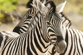 Nahaufnahme von zwei Zebras während einer Tierbeobachtung im offenen Geländewagen während der Rundreise durch Namibia.