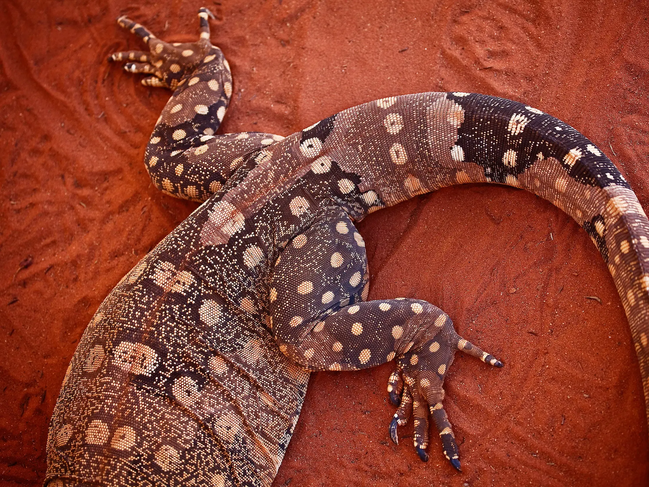Ein großer, gefleckter Waran mit markantem Muster ruht auf dem leuchtend roten Sandboden des australischen Outbacks.