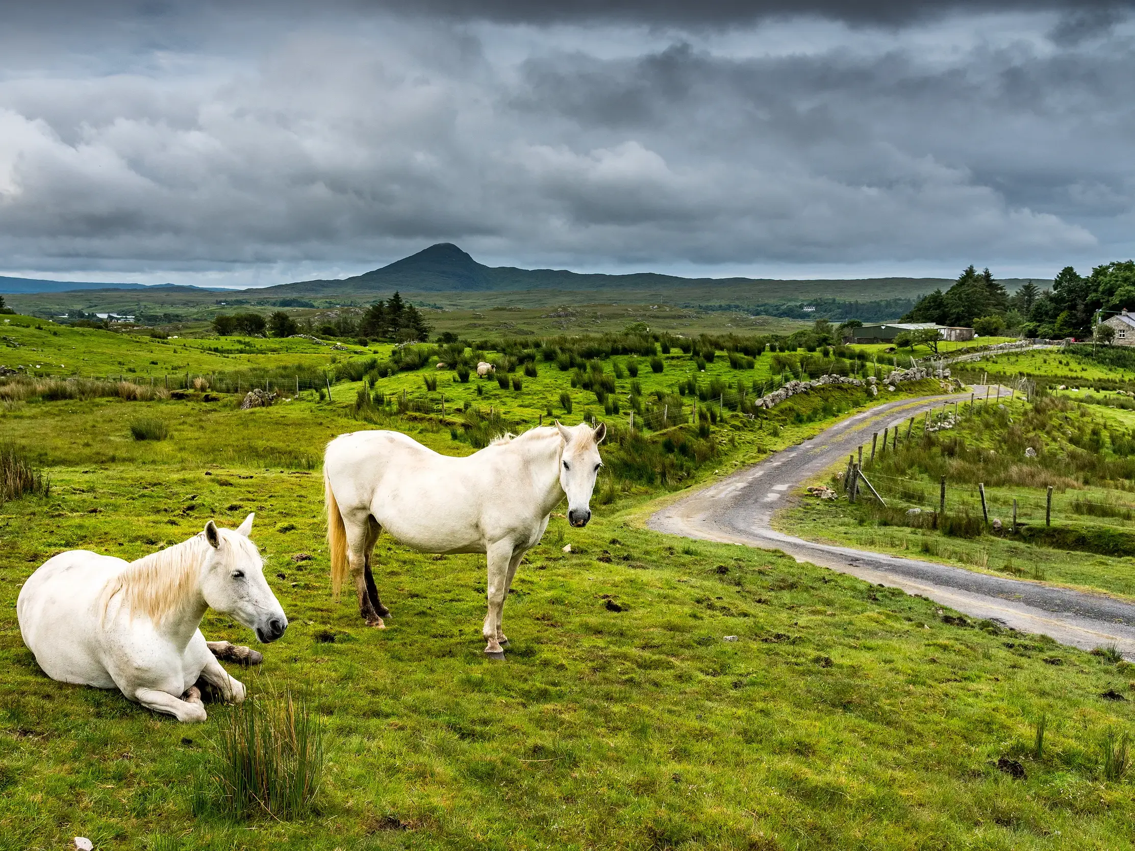 Zwei weiße Ponys auf einer grünen Weide vor der weiten, hügeligen Landschaft der Region Connemara in Irland.
