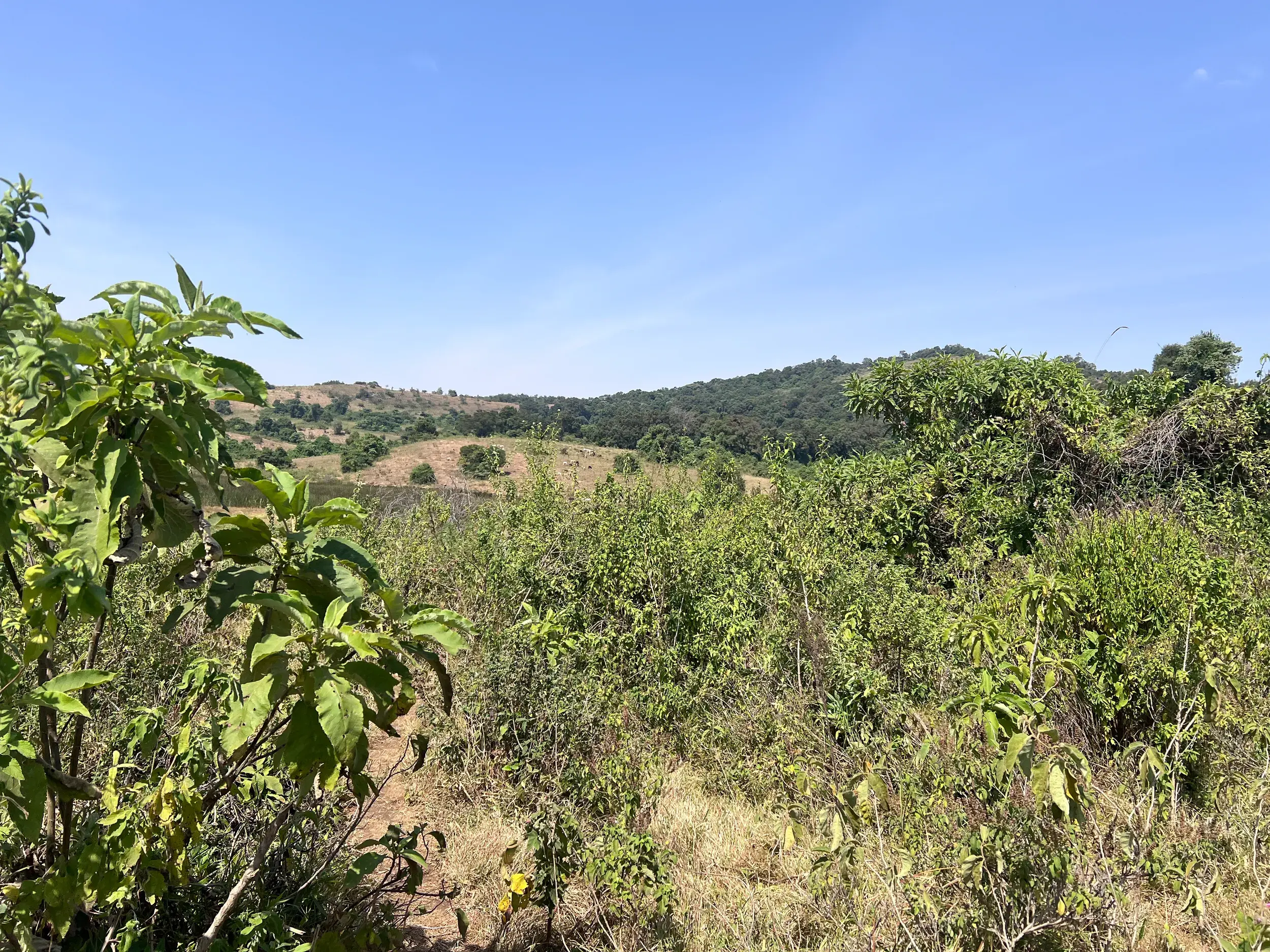 Schmaler Wanderpfad führt durch üppige grüne Vegetation in der Hügellandschaft der Loita Hills am Afrikanischen Grabenbruch.
