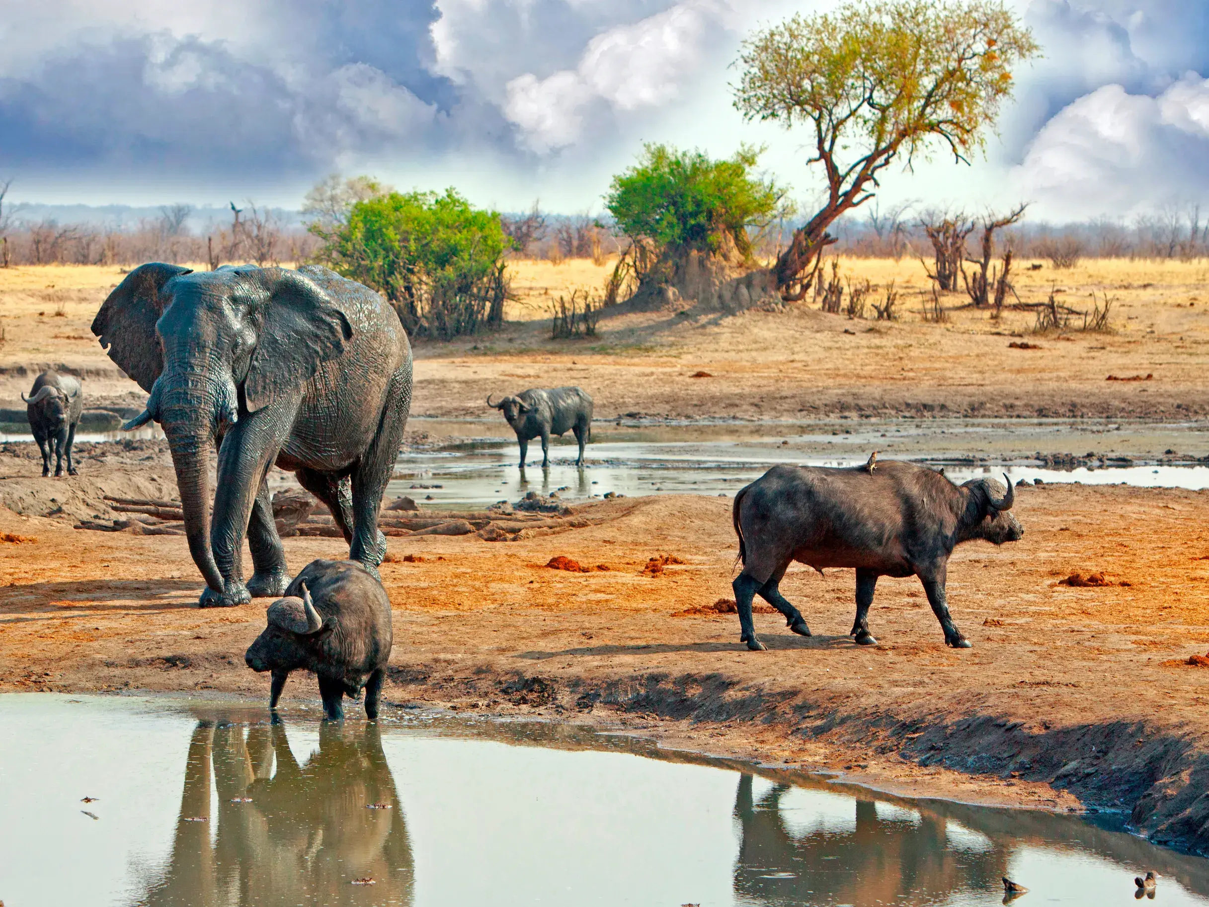 Ein Elefant und eine Herde Kaffernbüffel an einem Wasserloch in der trockenen Savanne des Krüger-Nationalparks.