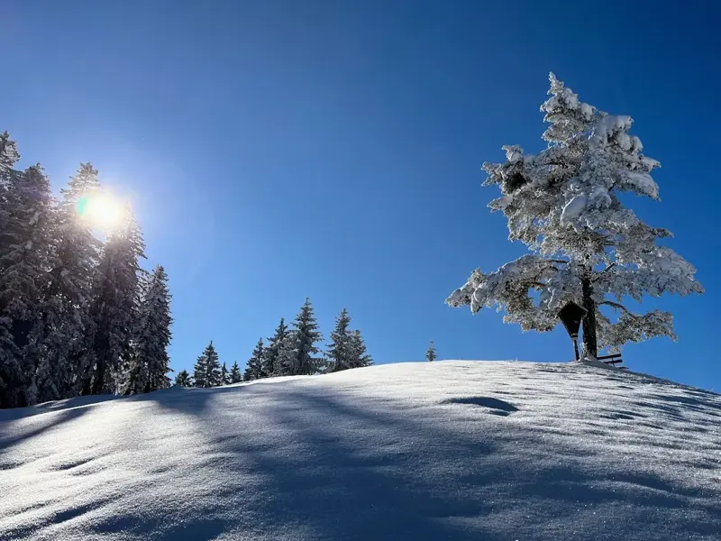 Tief verschneiter Baum auf einem Hügel im unberührten Schnee der Kitzbüheler Alpen bei strahlendem Sonnenschein.