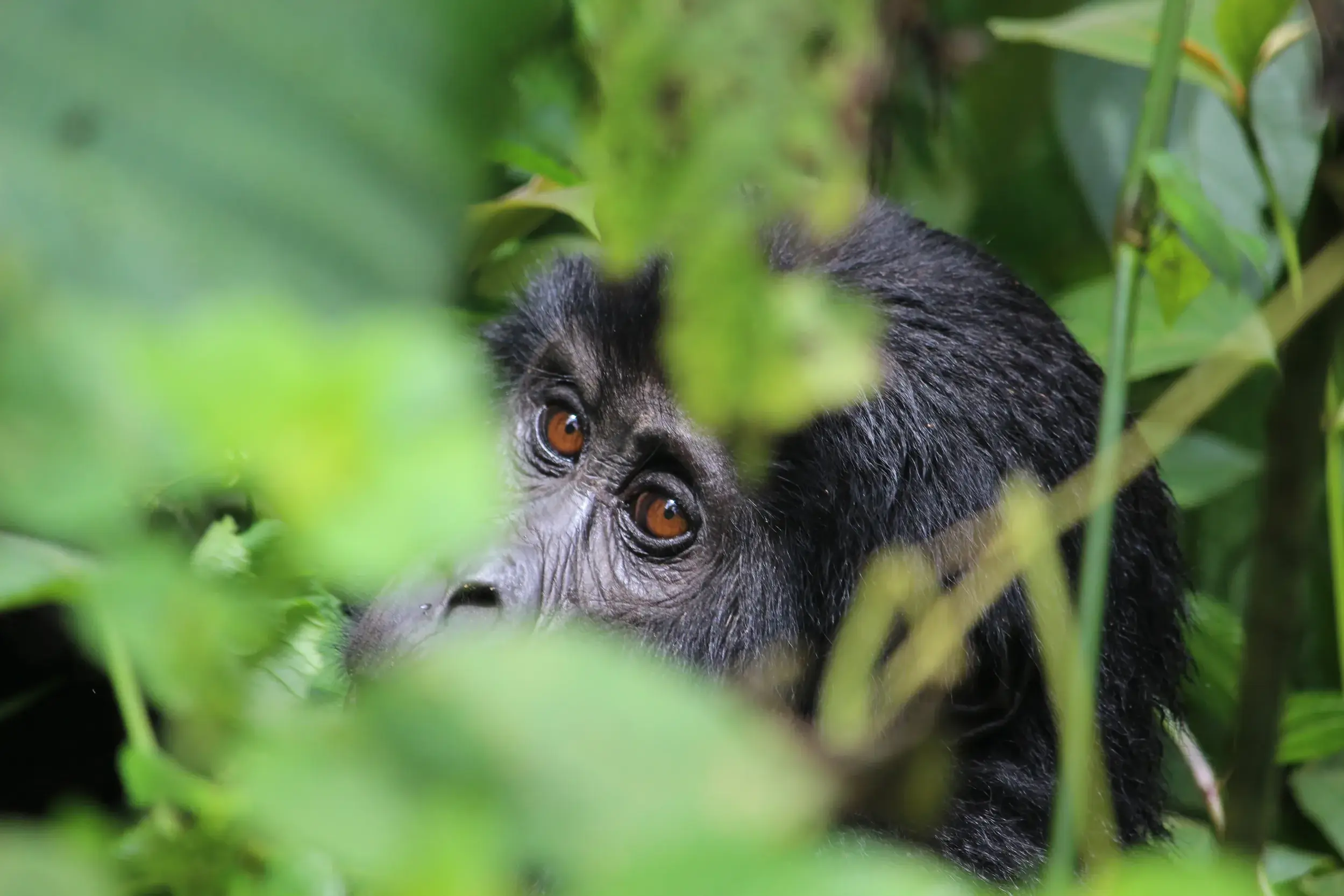 Ein Berggorilla blickt beim Gorilla-Tracking im Bwindi Nationalpark neugierig durch das dichte, grüne Blattwerk.
