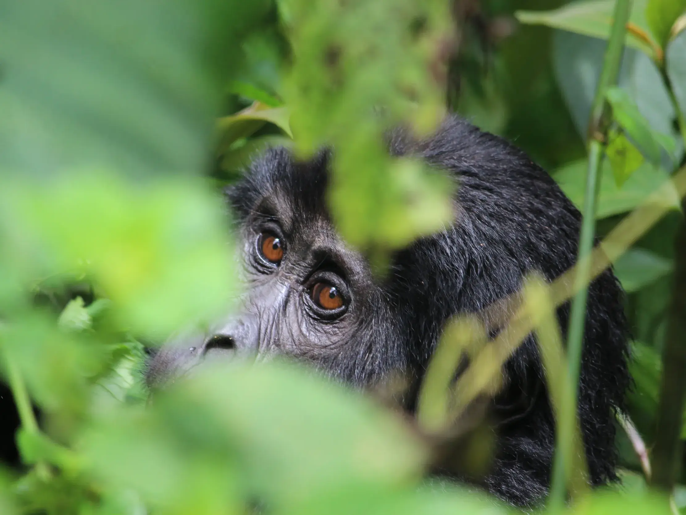 Ein Berggorilla blickt neugierig durch dichte, grüne Blätter während des Gorilla-Trackings im Bwindi Forest in Uganda.