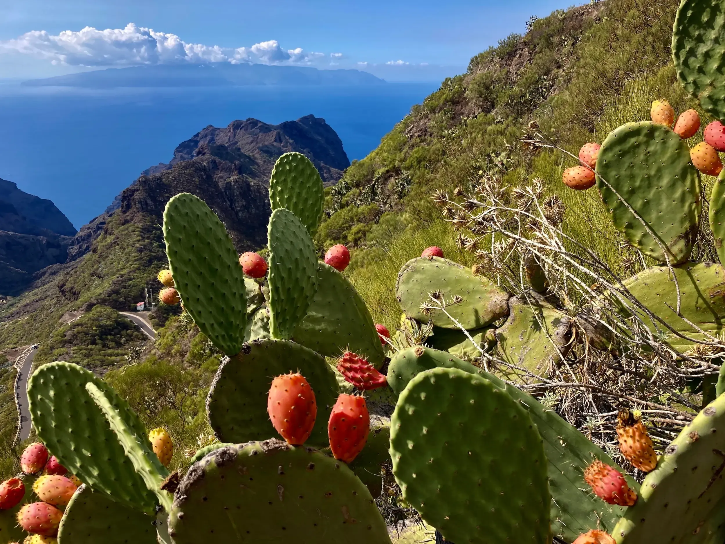 Rote Kaktusfeigen an einem Berghang im Teno-Gebirge auf Teneriffa mit weitem Blick über die Küste und das blaue Meer.