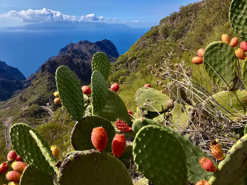 Rote Kaktusfeigen an einem Berghang im Teno-Gebirge auf Teneriffa mit weitem Blick über die Küste und das blaue Meer.
