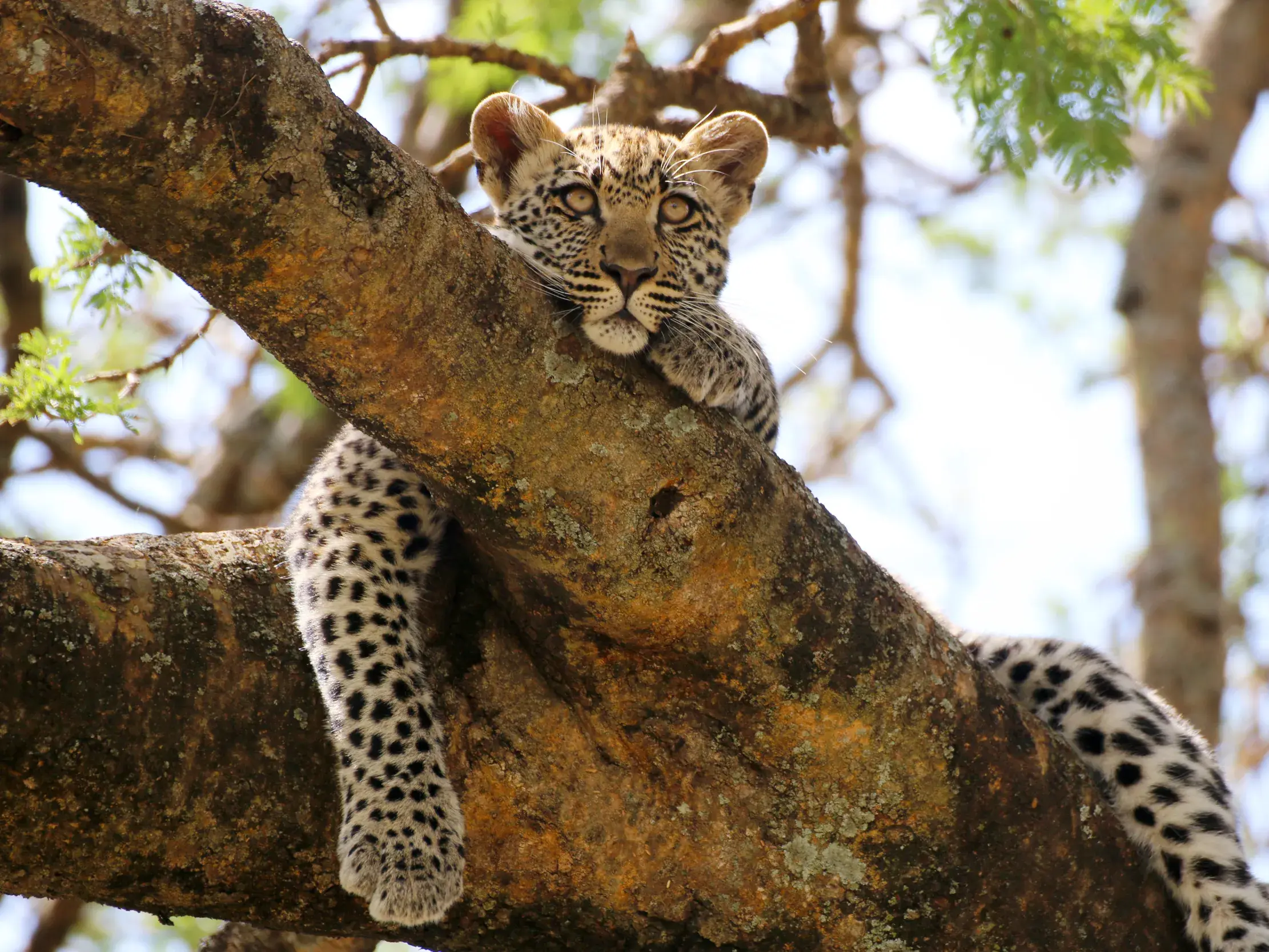 Ein junger Leopard ruht auf einem Baumast, entdeckt auf einer Kleingruppenreise durch den Serengeti-Nationalpark.