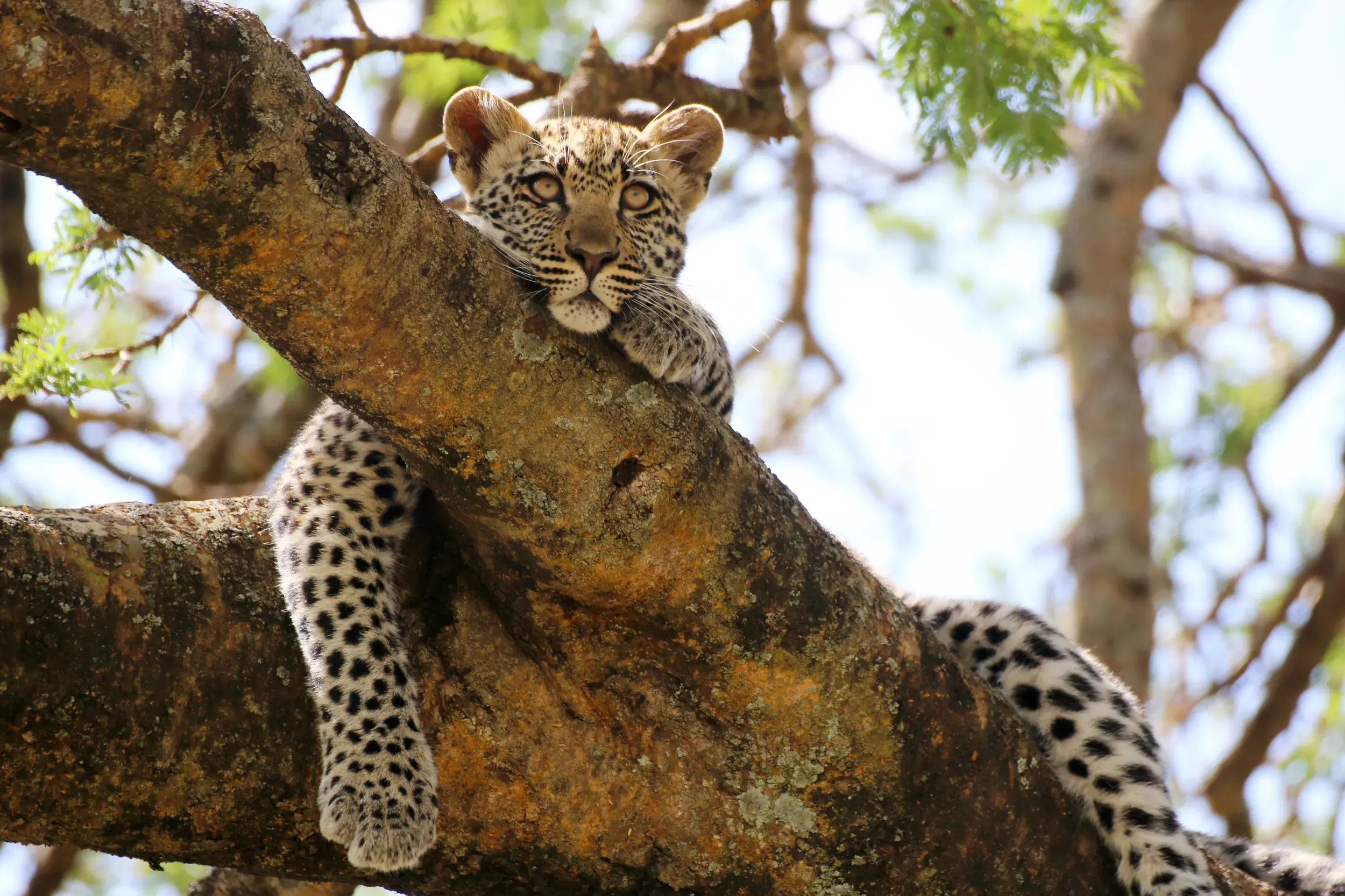 Ein junger Leopard ruht auf einem Baumast, entdeckt auf einer Kleingruppenreise durch den Serengeti-Nationalpark.