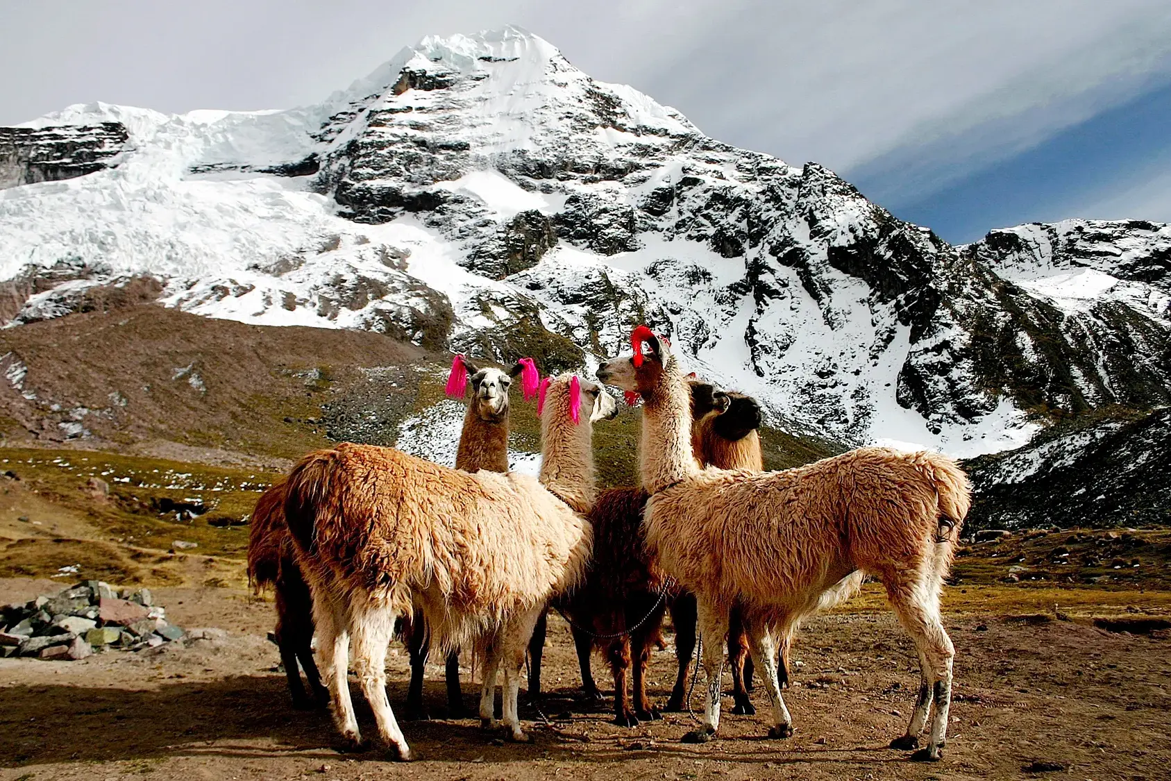 Eine Herde geschmückter Lamas als Packtiere während einer Trekking-Pause in der Cordillera Vilcanota vor dem Apu Ausangate.