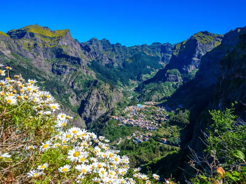 Weiße Blumen am Wanderweg mit Panoramablick auf das Dorf Curral das Freiras, das tief im Nonnental auf Madeira liegt.