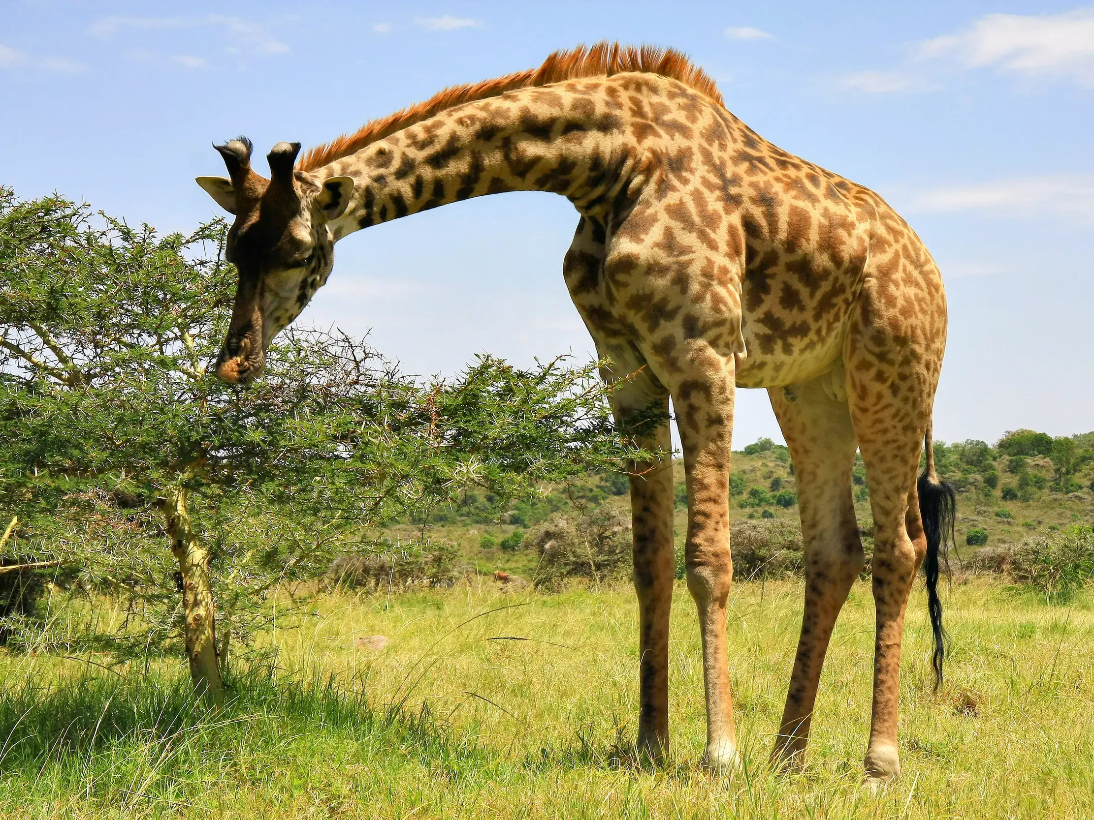 Eine große Massai-Giraffe frisst auf einer Safari in der Savanne Tansanias die Blätter von einem kleinen Akazienbaum.