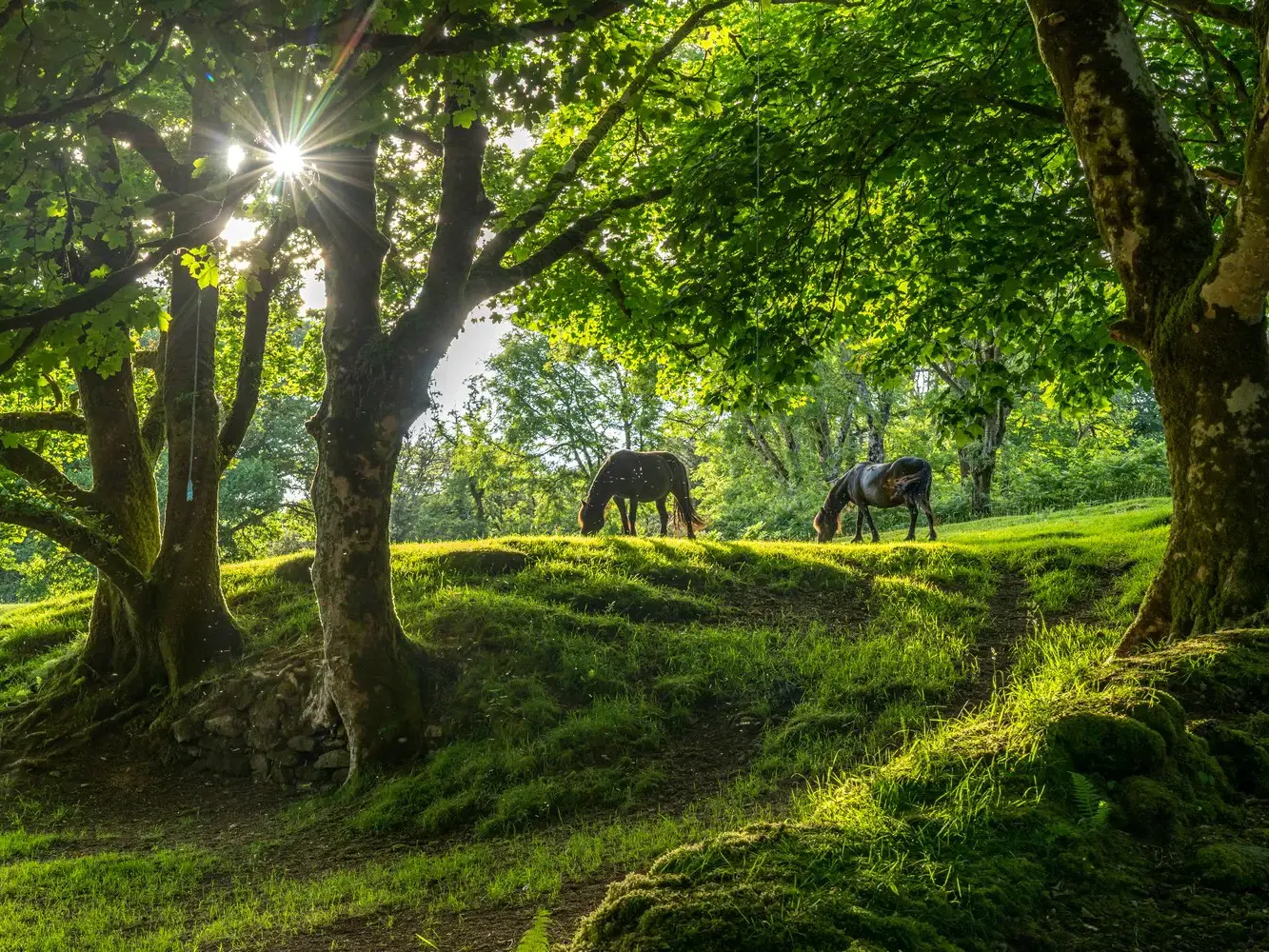 Idyllische Szene im Dartmoor: Zwei Dartmoor-Ponys grasen auf einem moosigen Hügel unter sonnendurchfluteten Laubbäumen.