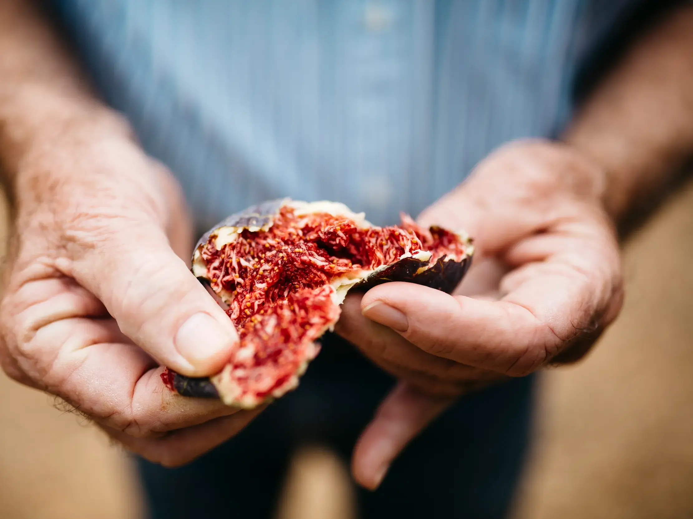 Hände eines Mannes halten eine reife, geöffnete Feige mit rotem Fruchtfleisch im hügeligen Hinterland der Algarve, dem Barrocal.