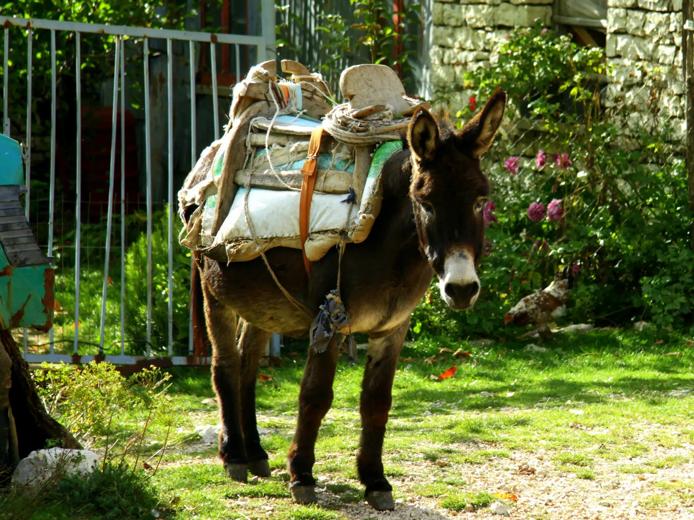 Ein Lastenesel mit Sattel steht in einem Garten im Zagoria-Tal, Sinnbild für die Trekkingpfade im ländlichen Albanien.