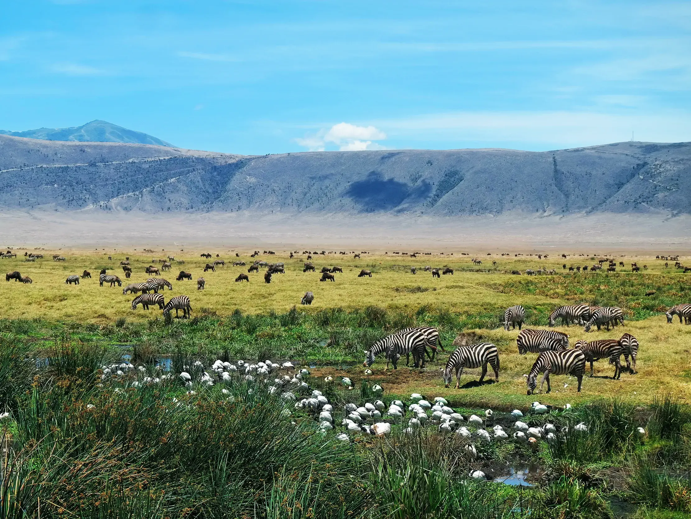 Zahlreiche Zebras und Gnus grasen in der weiten Ebene des Ngorongoro-Kraters neben einem Wasserloch mit weißen Vögeln.