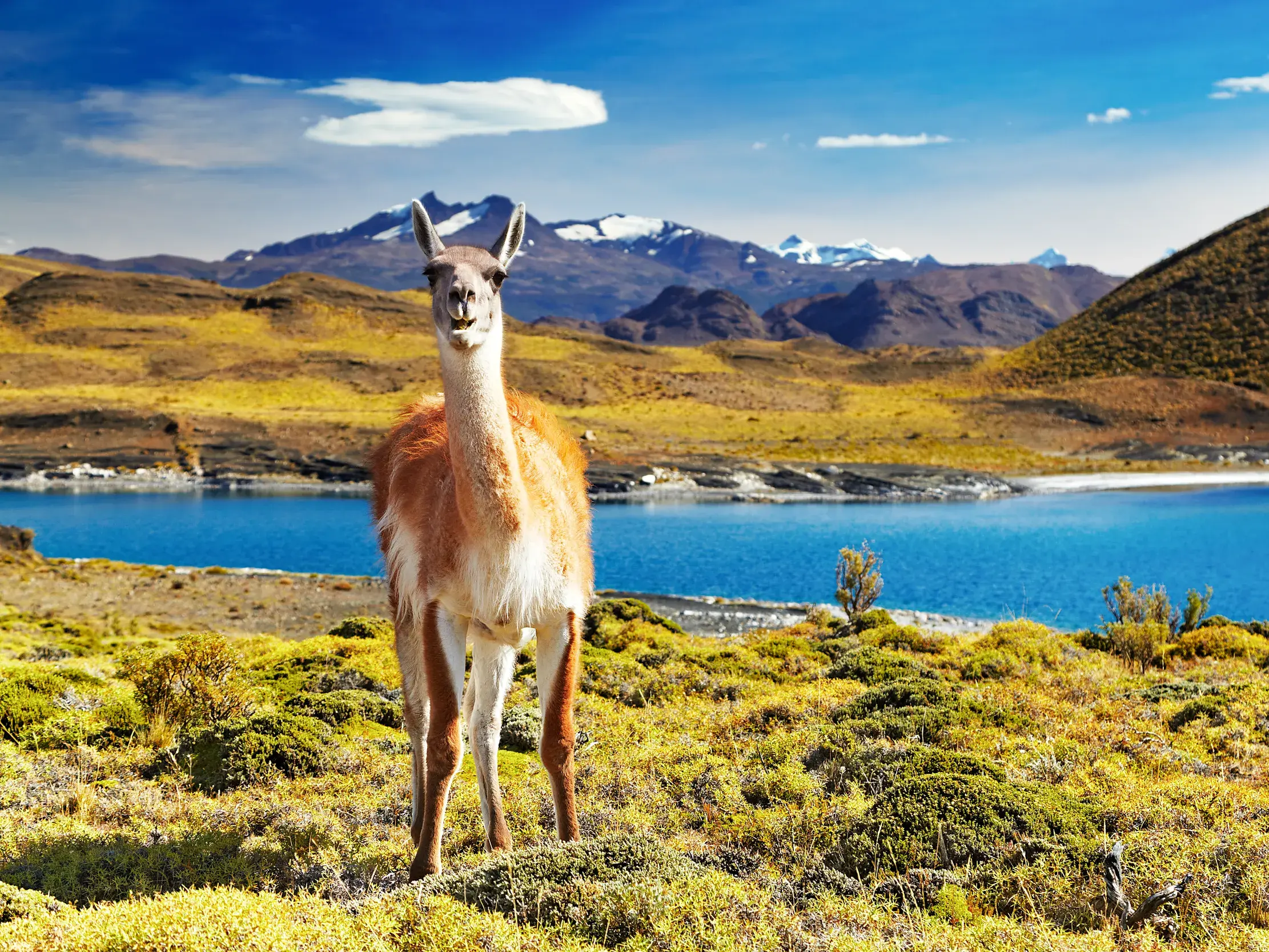 Neugieriges Guanako auf einer Wiese im Nationalpark Torres del Paine mit blauem See und schneebedeckten Anden-Gipfeln.