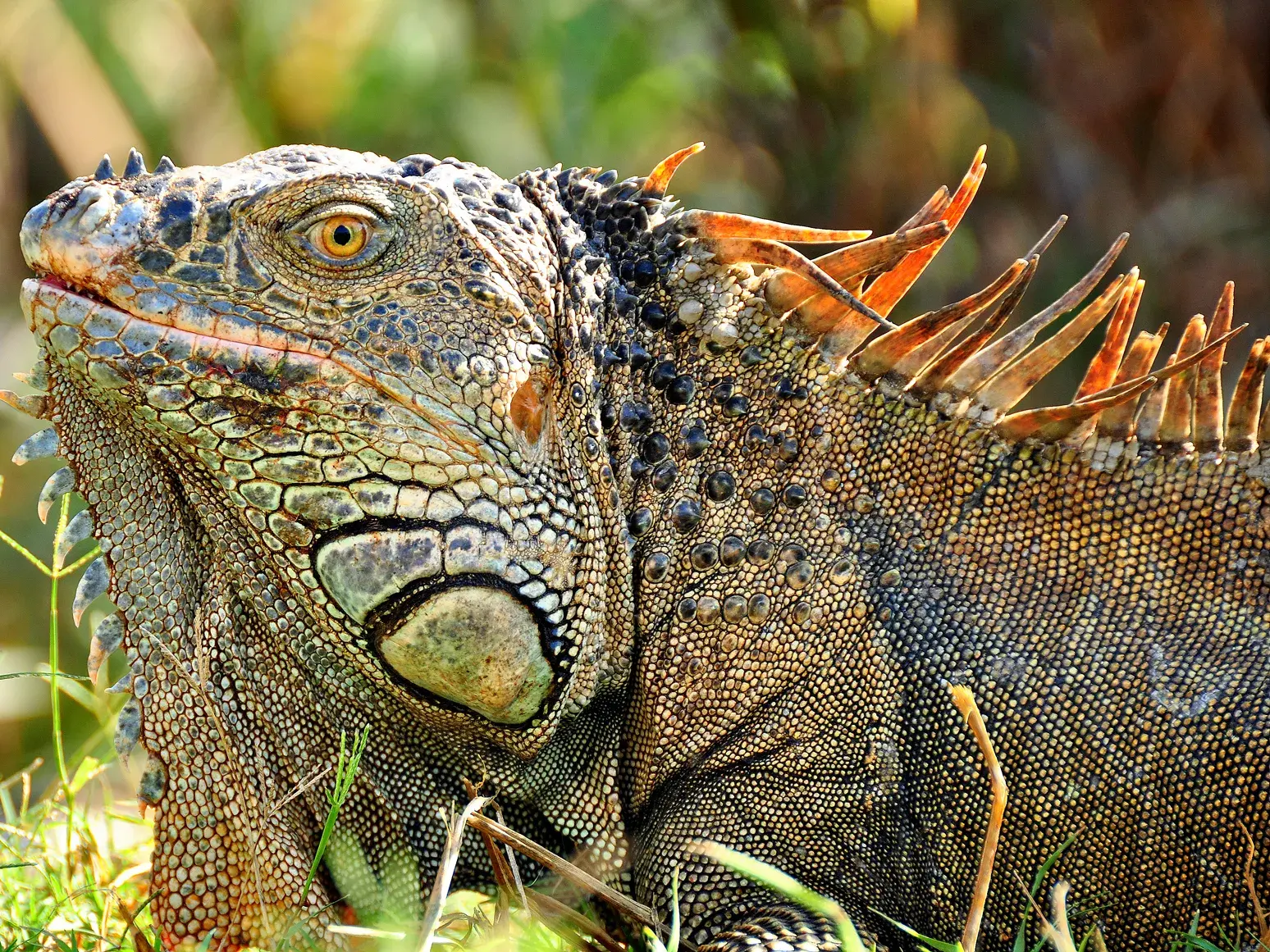 Nahaufnahme eines Grünen Leguans beim Sonnenbaden im Gras, detailreich mit schuppiger Haut und Stacheln in Costa Rica.
