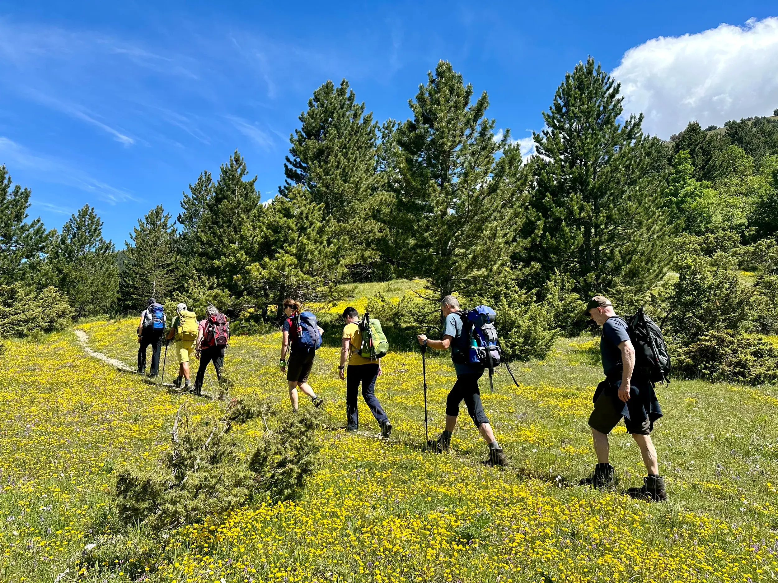 Eine Hauser-Reisegruppe wandert auf einem Pfad durch eine Wiese mit gelben Blumen auf der Hochebene im Nationalpark Gran Sasso.