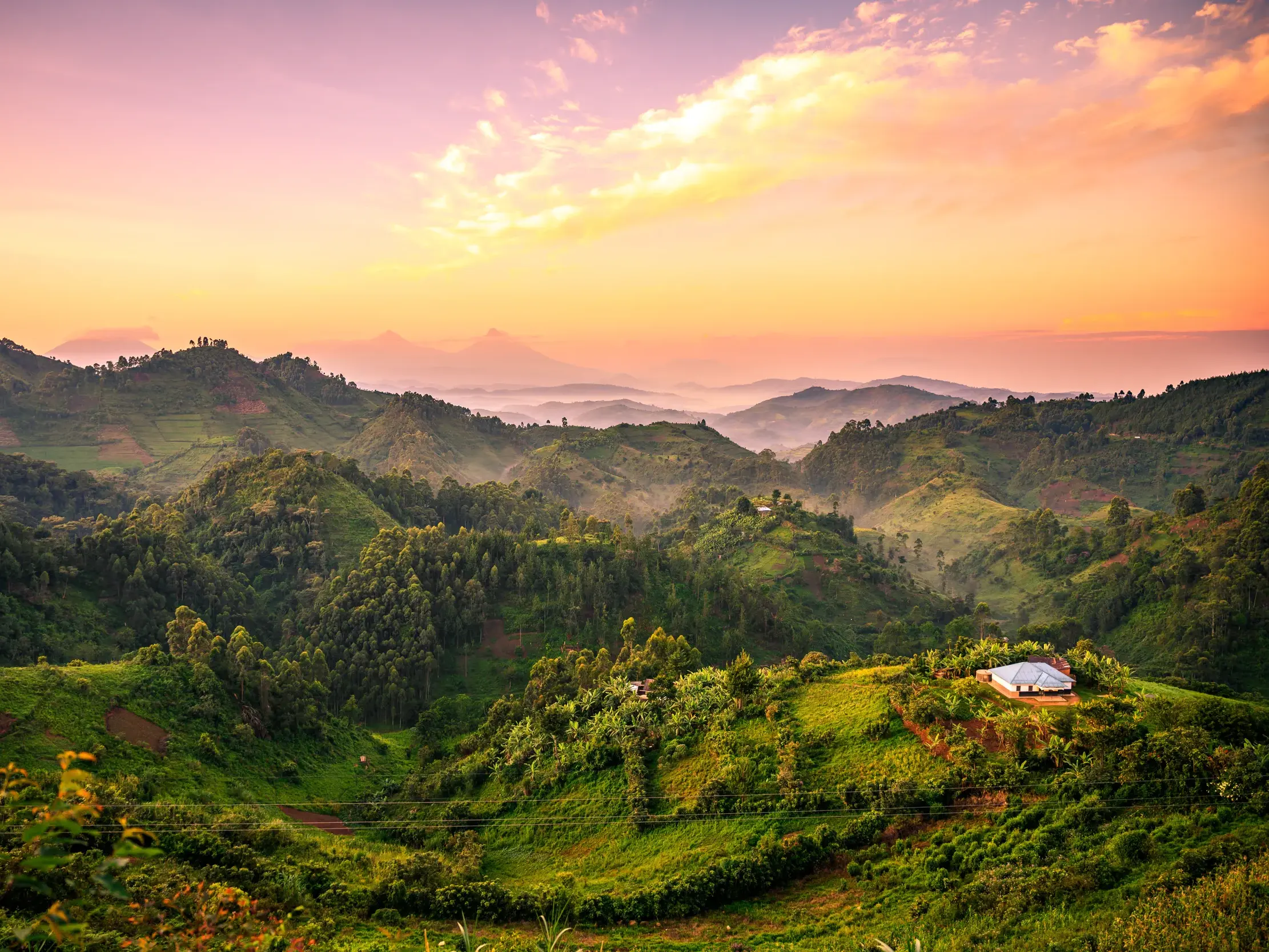 Weite, grüne Hügellandschaft in Uganda bei Sonnenaufgang mit Nebel in den Tälern und den Virunga-Vulkanen am Horizont.