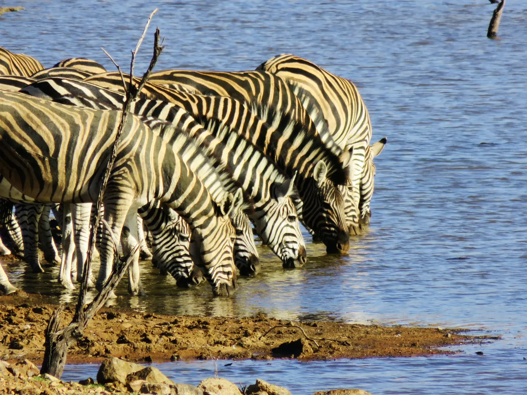 Eine Zebraherde trinkt dicht gedrängt an einem Wasserloch im Krüger-Nationalpark während einer Safari-Reise in Südafrika.