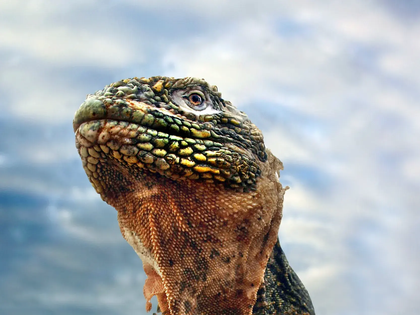 Nahaufnahme des Kopfes eines endemischen Galápagos-Landleguans mit seiner detailreichen und farbenfrohen Schuppenhaut.