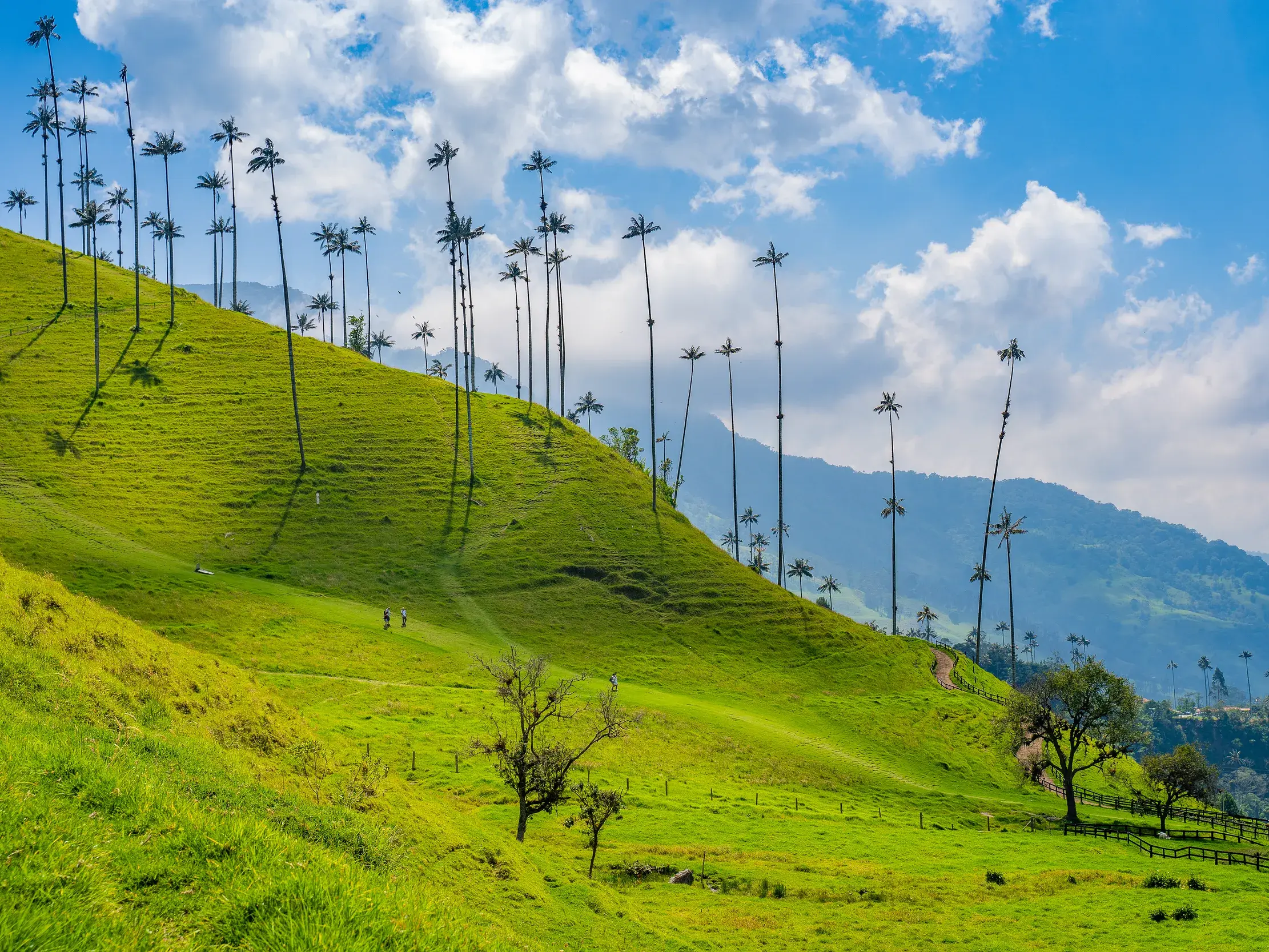 Wanderer auf einem Pfad zwischen riesigen Wachspalmen in der sattgrünen Hügellandschaft des Valle de Cocora in Kolumbien.