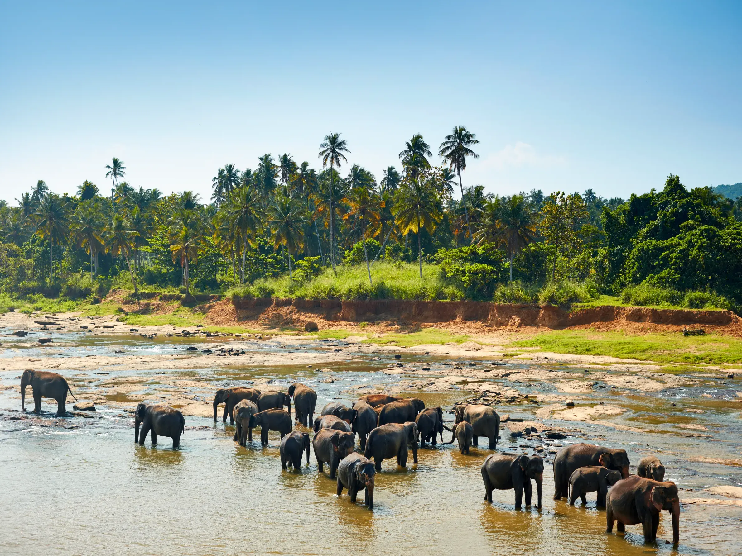 Eine große Elefantenherde mit Jungtieren durchquert ein flaches Gewässer im Minneriya-Nationalpark in Sri Lanka.