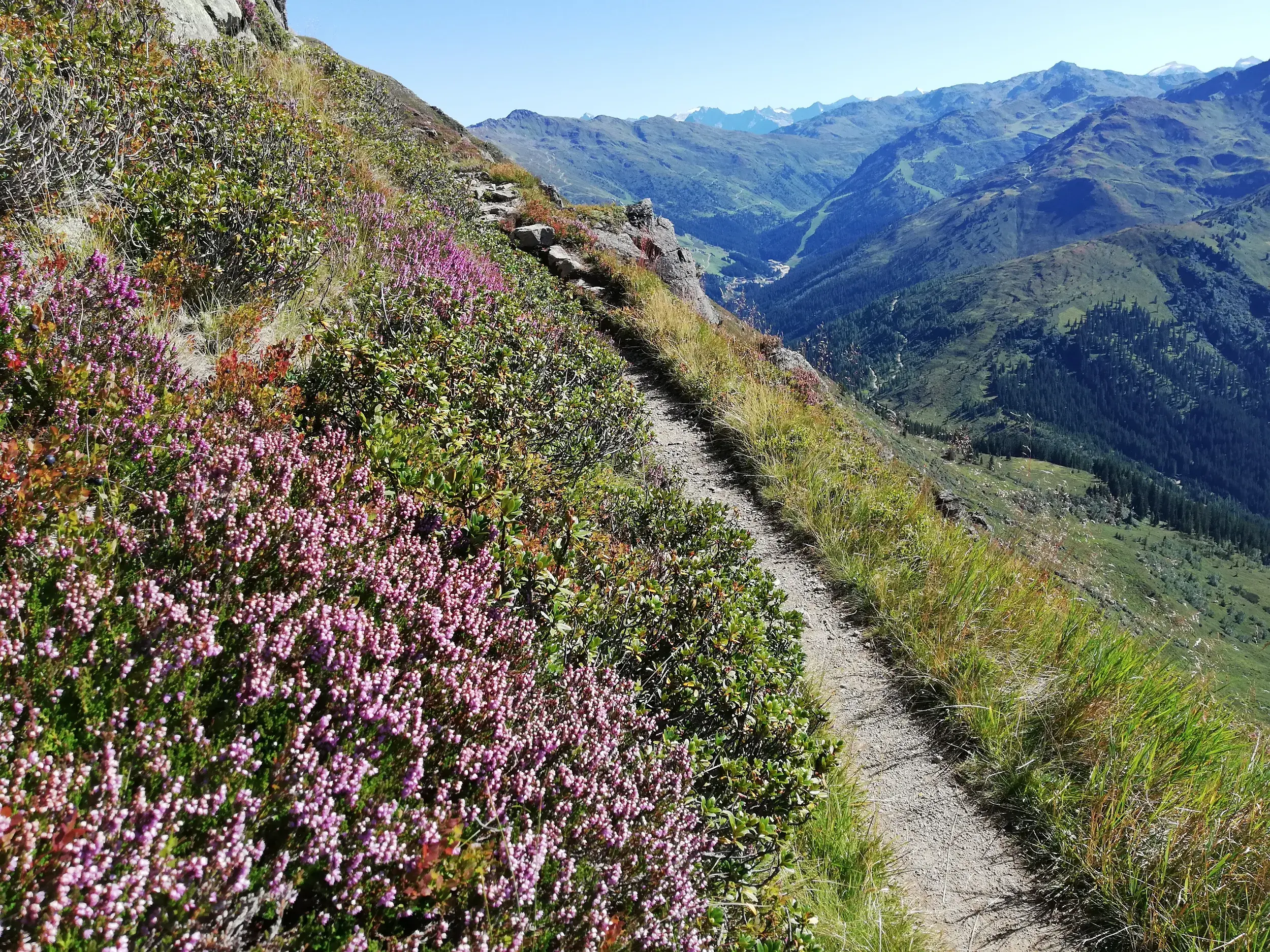 Schmaler Bergpfad mit blühendem Heidekraut bei der Alpenüberquerung mit Blick von den Zillertaler Alpen ins Pfitschtal.