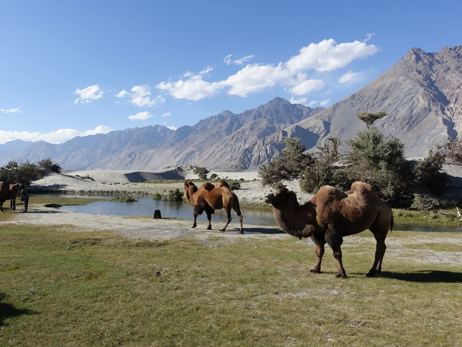 Kamele an einem Wasserloch in der Wüstenlandschaft der Sanddünen von Hunder im Nubra-Tal vor der Bergkulisse Ladakhs.