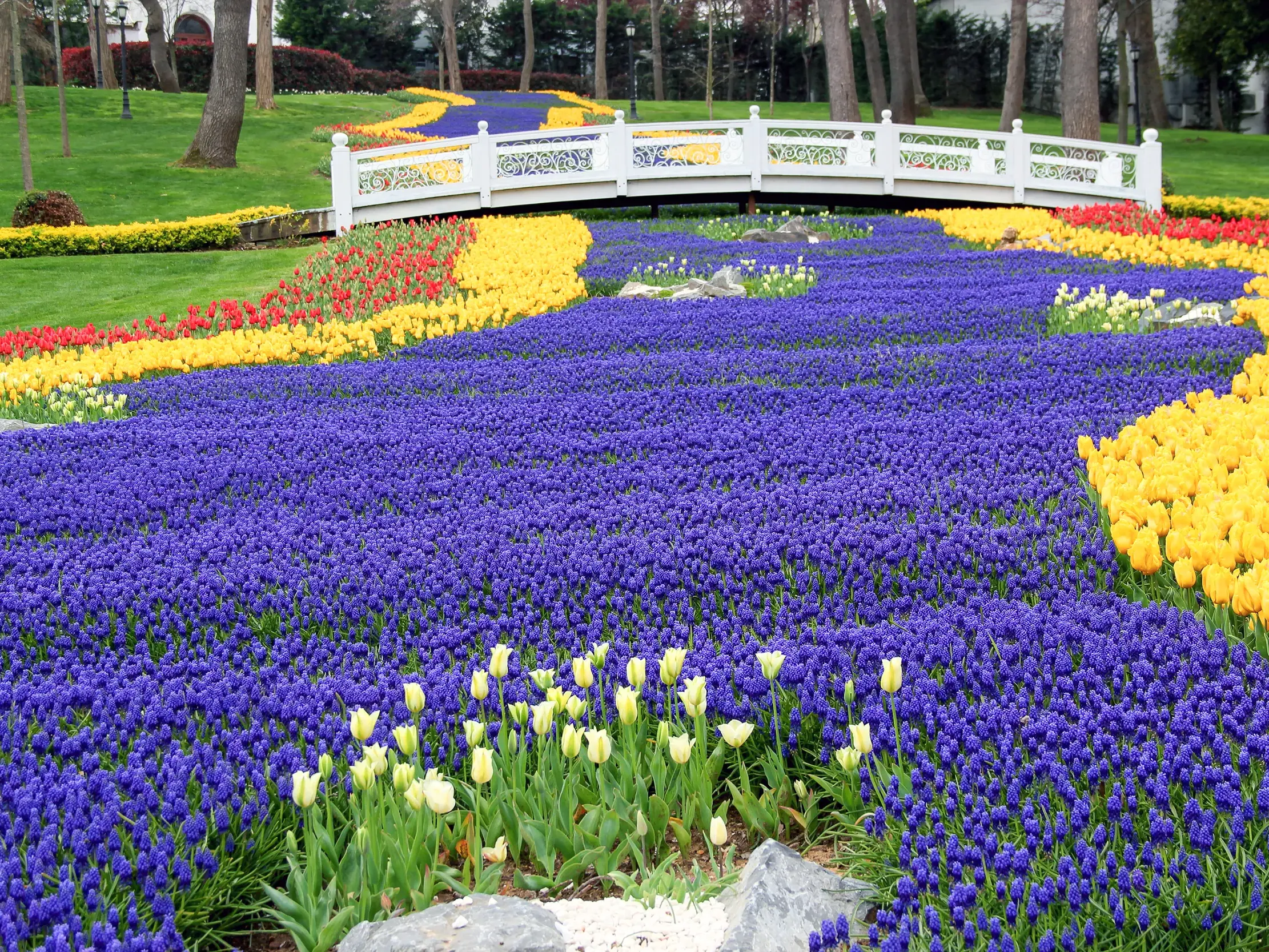 Blauer Blütenfluss und gelbe Tulpen an einer weißen Brücke im Stadtpark Emirgan in Istanbul