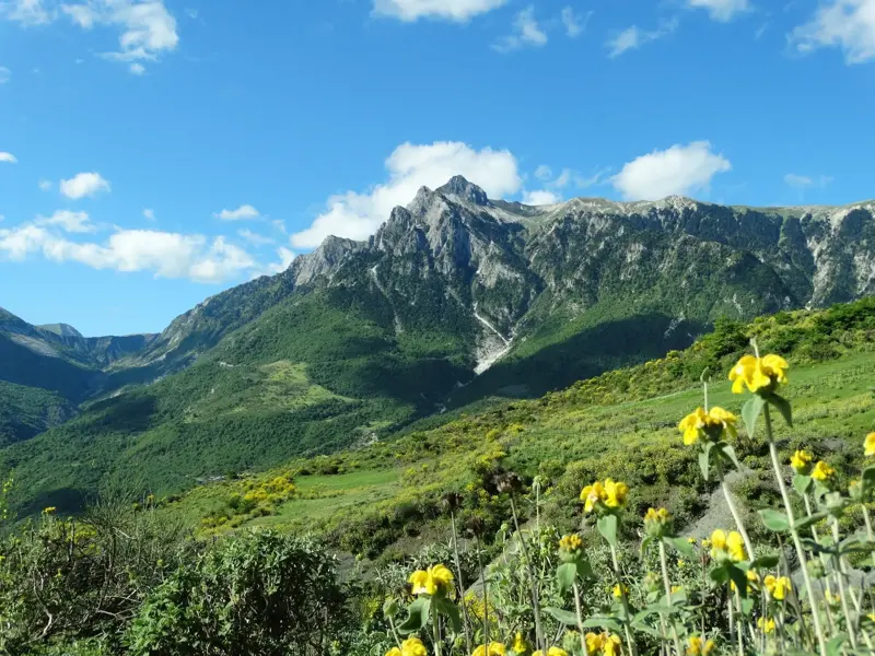 Sonnige Berglandschaft im Zagoria-Tal mit gelben Blumen und Blick auf die grünen Hänge und den Gipfel des Nemercka-Massivs.