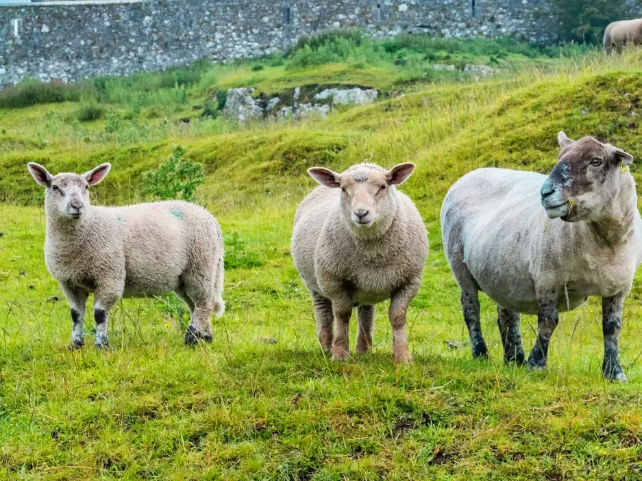 Drei typisch irische Schafe auf einer saftig grünen Weide in der Hügellandschaft am Ring of Kerry in Irland.