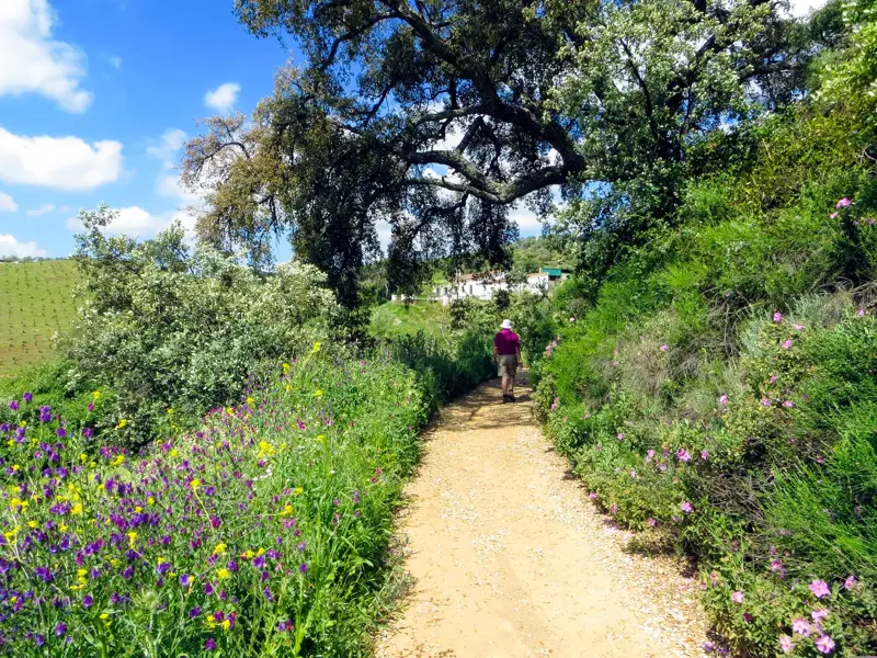 Ein Wanderer auf einem Sandweg durch die blühende Natur Andalusiens, vorbei an Wildblumen unter einer schattigen Korkeiche.