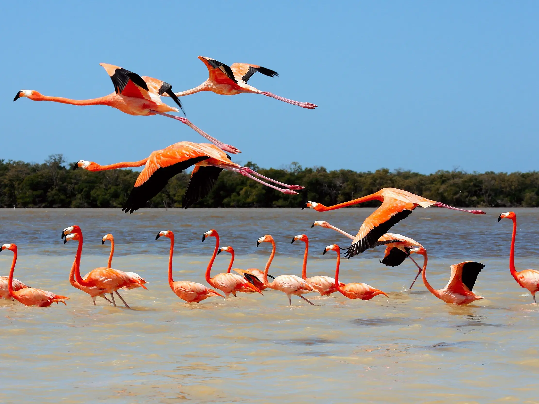 Ein Schwarm leuchtend rosa Flamingos im seichten Wasser des Biosphärenreservats Rio Lagartos in Mexiko, einige fliegen darüber.