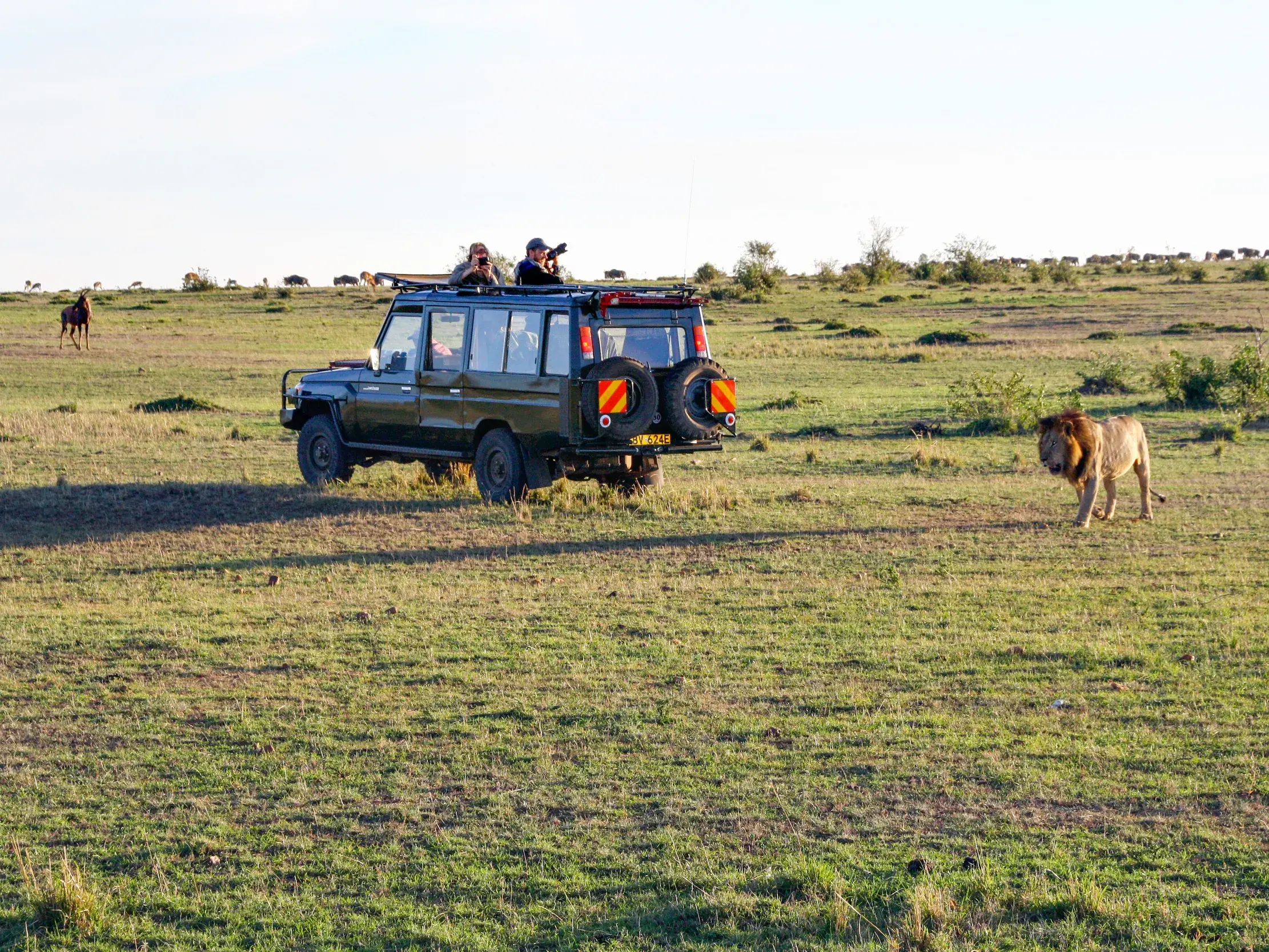 Reisegruppe im Safari-Jeep fotografiert einen männlichen Löwen während einer Pirschfahrt in der weiten Savanne der Masai Mara.