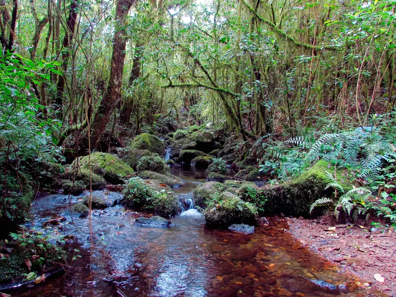 Klarer Bergbach fließt über moosbewachsene Felsen im dichten Regenwald auf der Marangu-Route am Kilimandscharo.