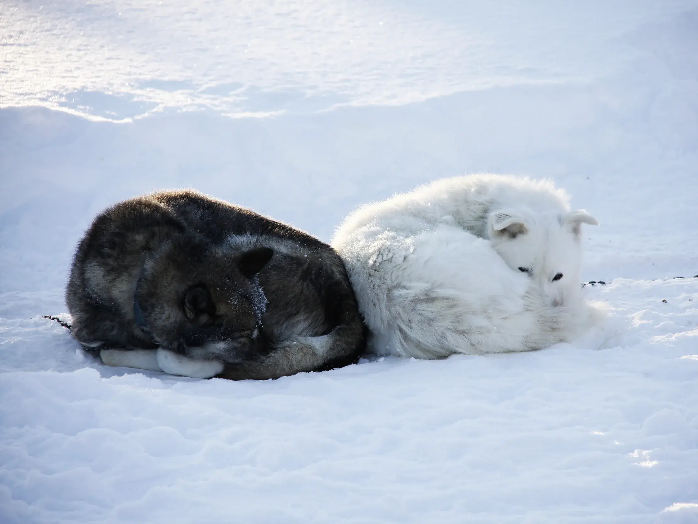 Ein schwarzer und ein weißer Husky ruhen sich nach einer Schlittenfahrt eingerollt im tiefen Schnee in Finnisch Lappland aus.