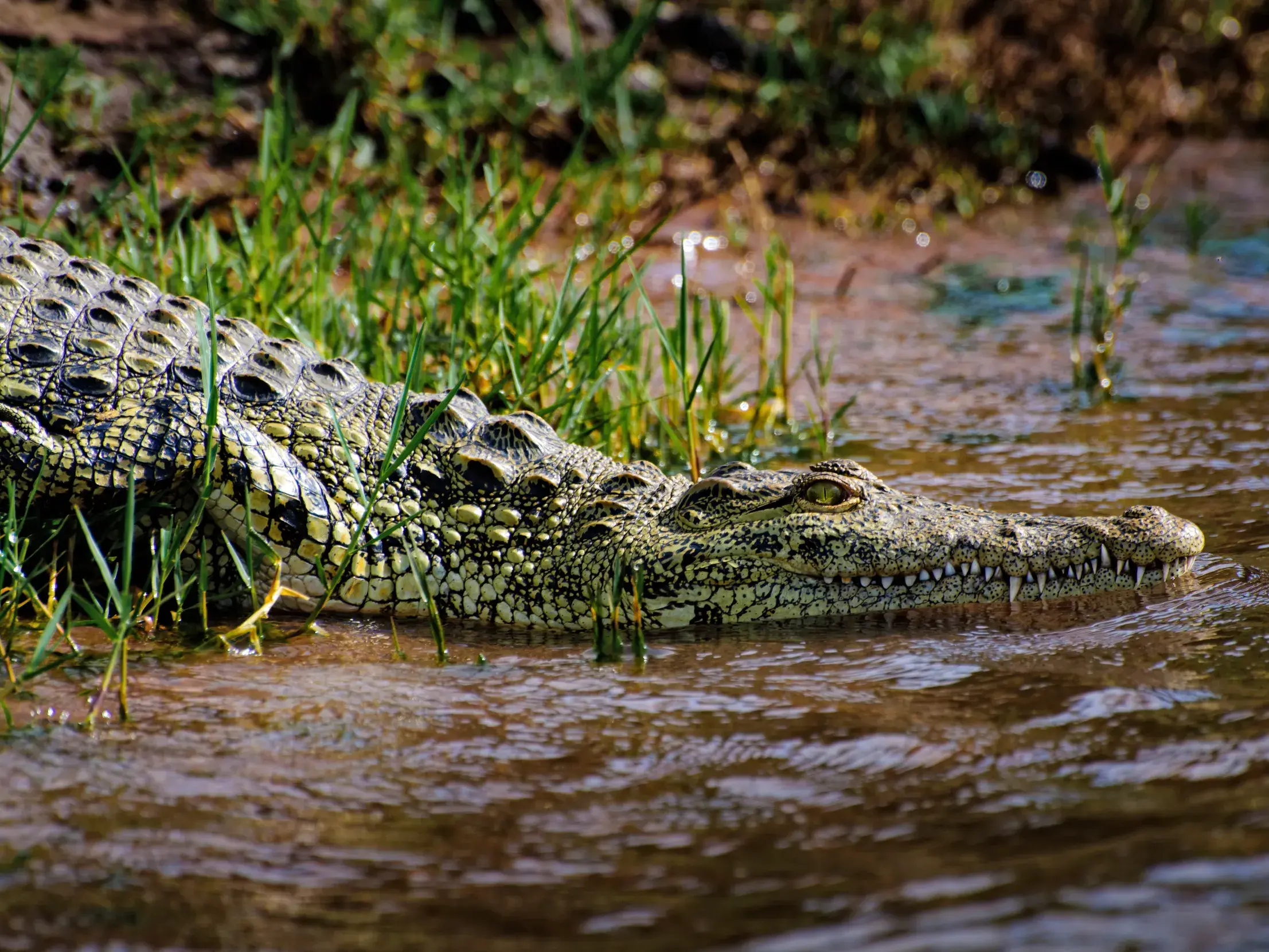 Nahaufnahme eines Krokodils, das am grasbewachsenen Ufer des Chobe Flusses in Botswana im Wasser lauert.