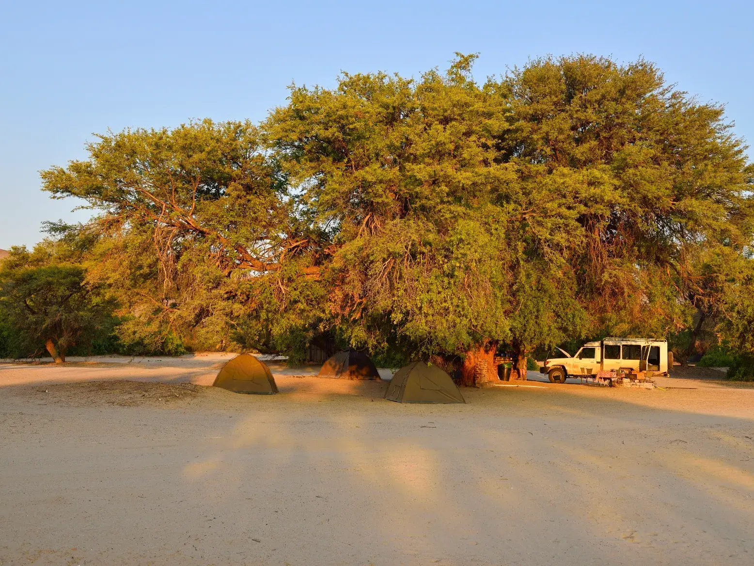 Zwei Zelte und ein Safari-Jeep stehen im Abendlicht unter einer großen Akazie auf einem Campingplatz in Sesriem, Namibia.