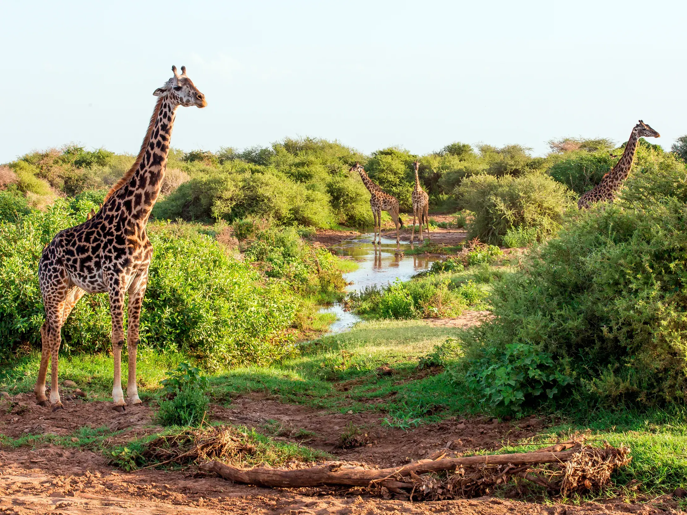 Vier Giraffen an einem Wasserloch in der üppig grünen Buschsavanne des Tarangire-Nationalparks in Tansania bei Tageslicht.